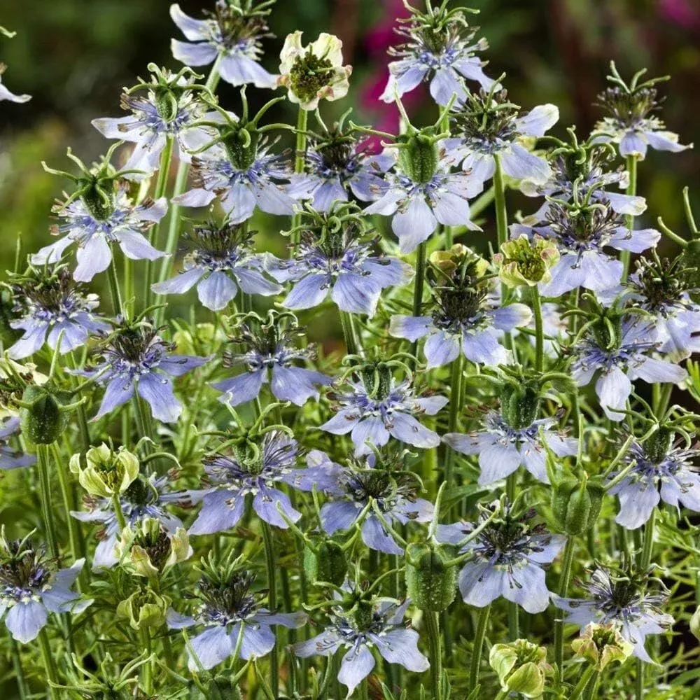 1000-nigella-sativa-seeds-black-cumin-herb-flavorful-culinary-addition-beautiful 1000 Nigella Sativa Seeds - Black Cumin Herb, Flavorful Culinary Addition, Beautiful Ornamental
