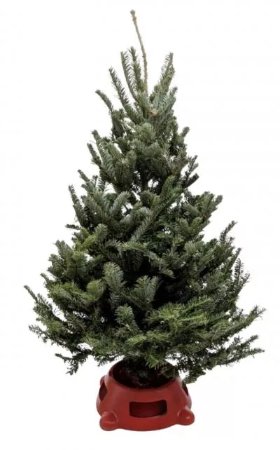 3'-4' Fresh Fraser Fir Christmas Tree with Stand | Premium Holiday Tree | House Plant Shop