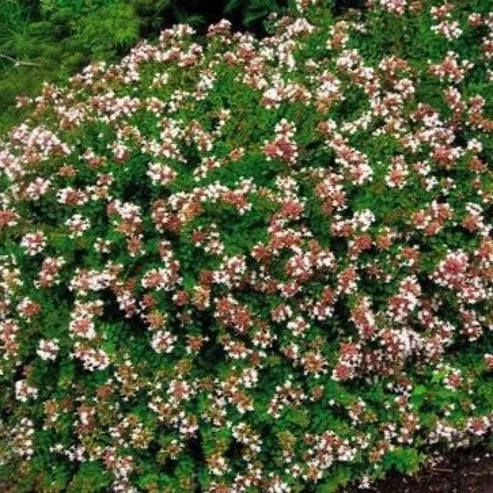 ABELIA Rose Creek #3