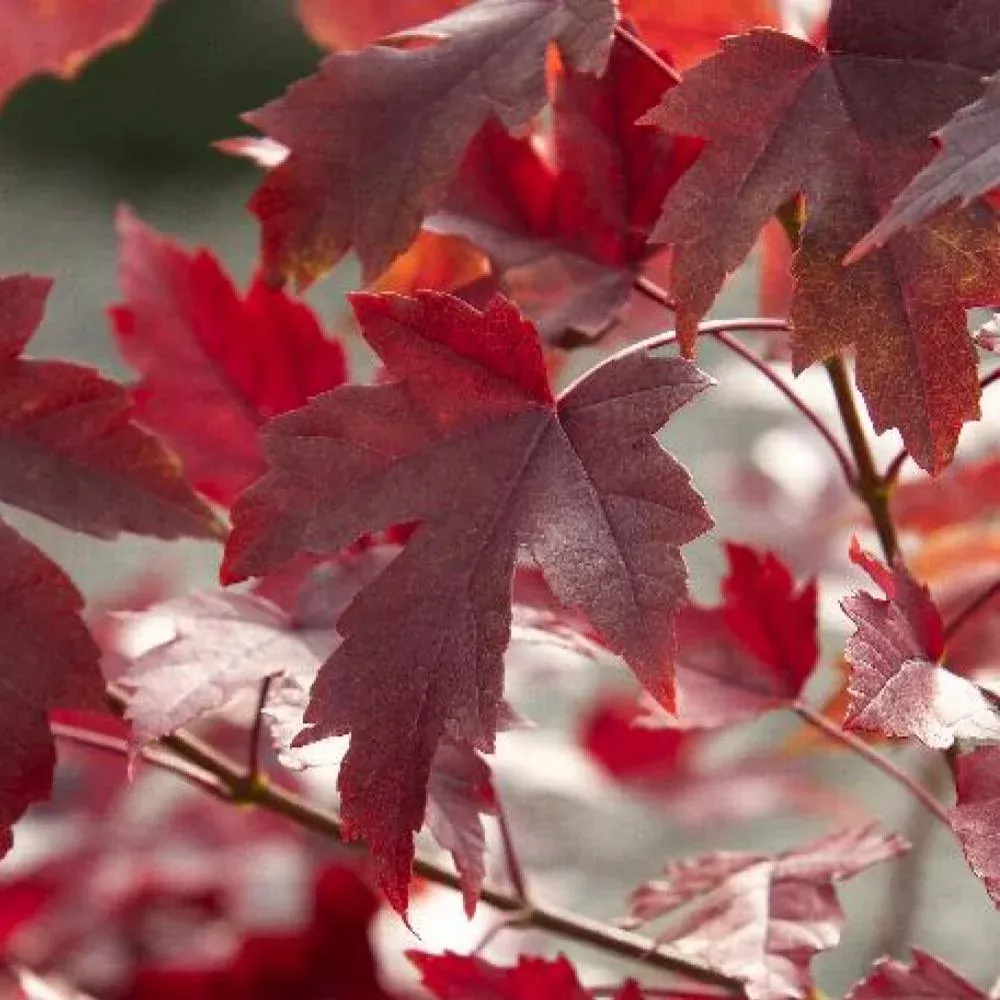 Acer f Autumn Blaze Maple #15