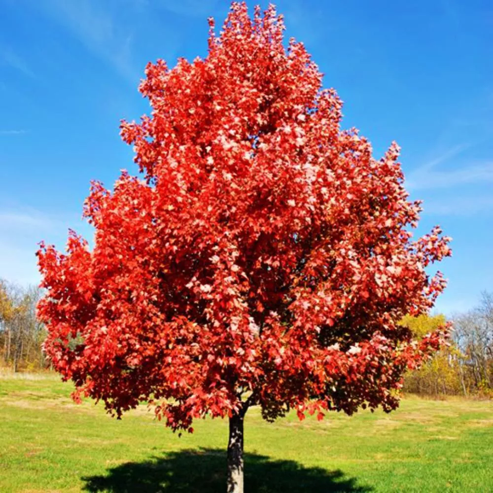 Acer r Brandywine Maple #7