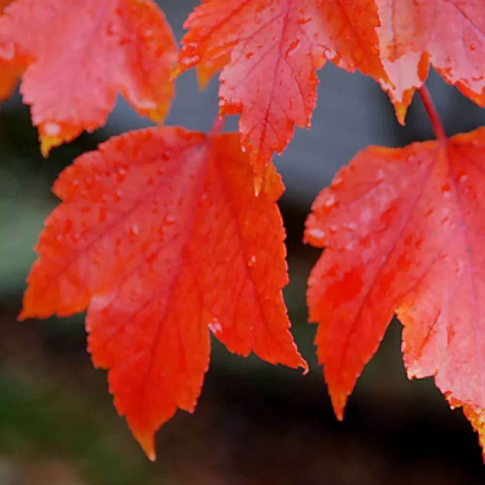 Acer r Oct Glory Red Maple #15