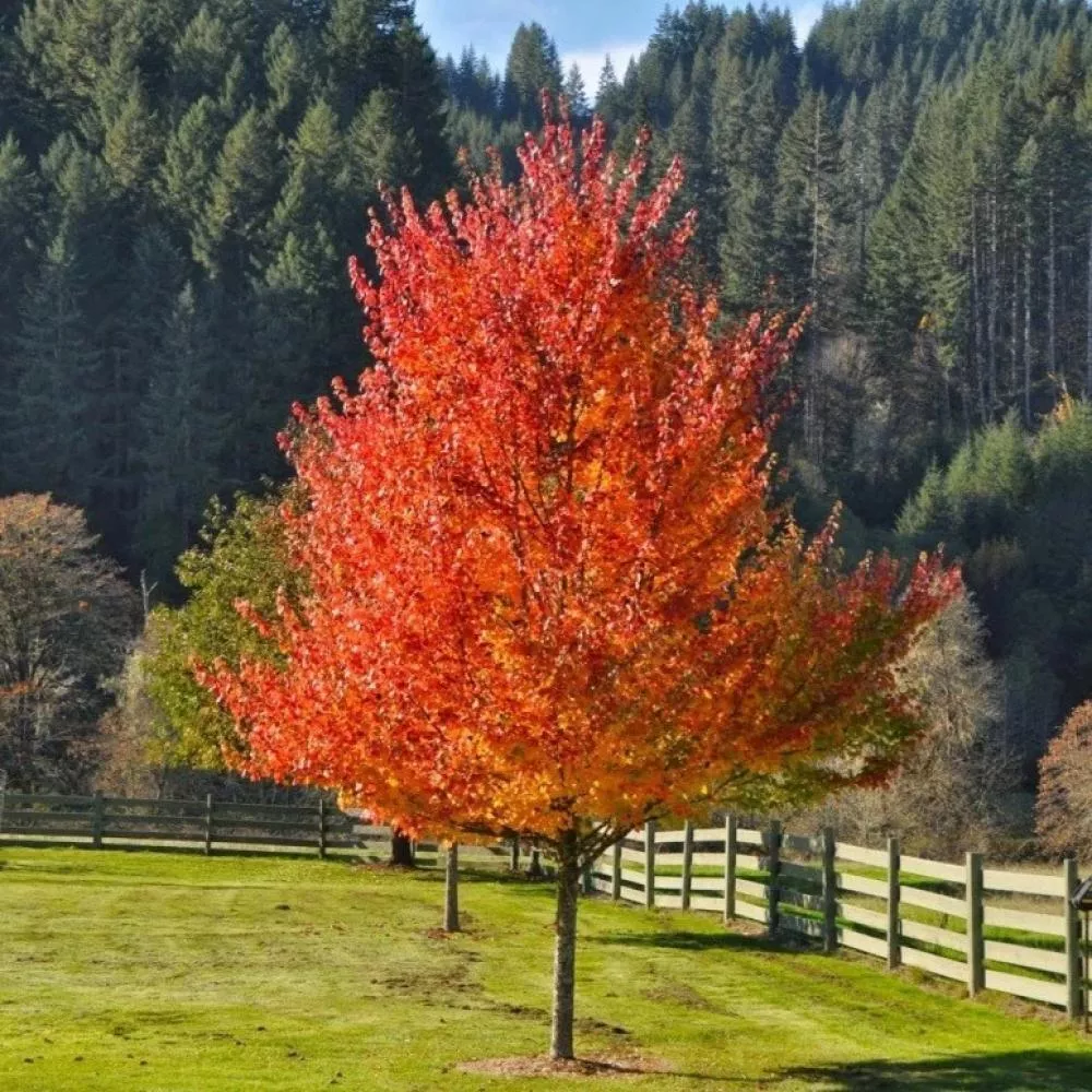 acer-r-oct-glory-red-maple-7 Acer r Oct Glory Red Maple #7