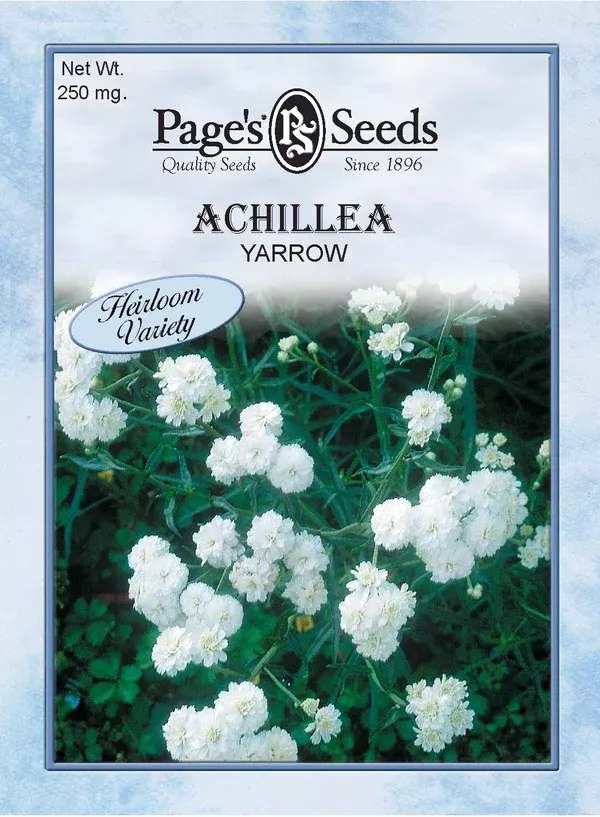 achillea-white-yarrow-seeds-1-packet Achillea (White Yarrow) Seeds - 1 Packet