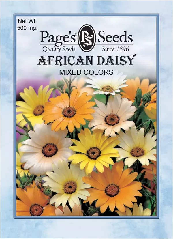 african-daisy-mixed-colors-seeds-1-packet African Daisy Mixed Colors Seeds - 1 Packet