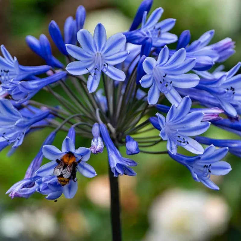 african-lilies-agapanthus-blue-2-pk (African Lilies) Agapanthus Blue (2/pk)