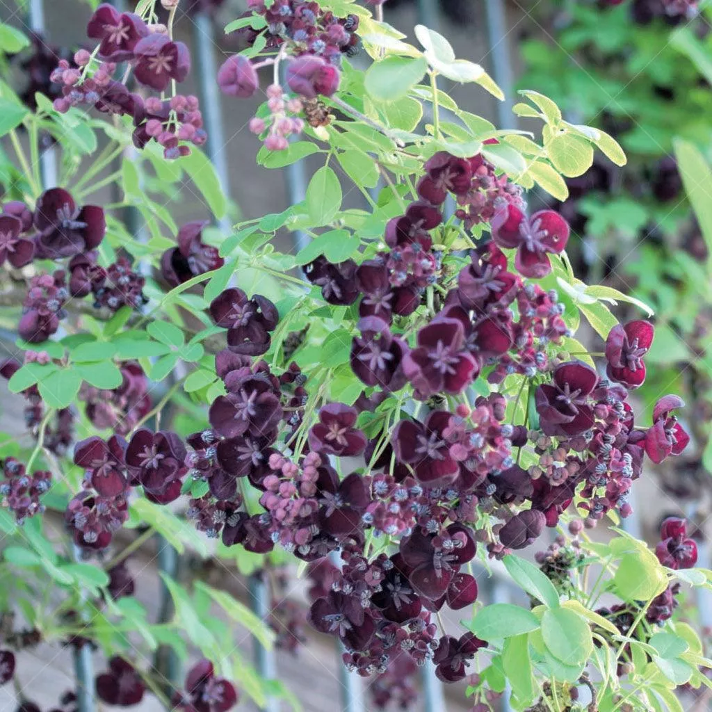 akebia-chocolate-vine-tripod-5 AKEBIA Chocolate Vine (tripod) #5
