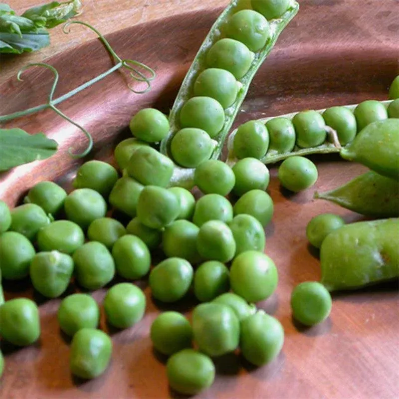 Alaska Early Pea Seeds