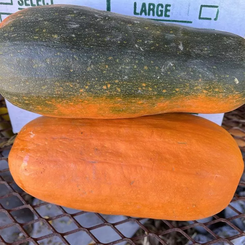 Algonquin Winter Squash Seeds