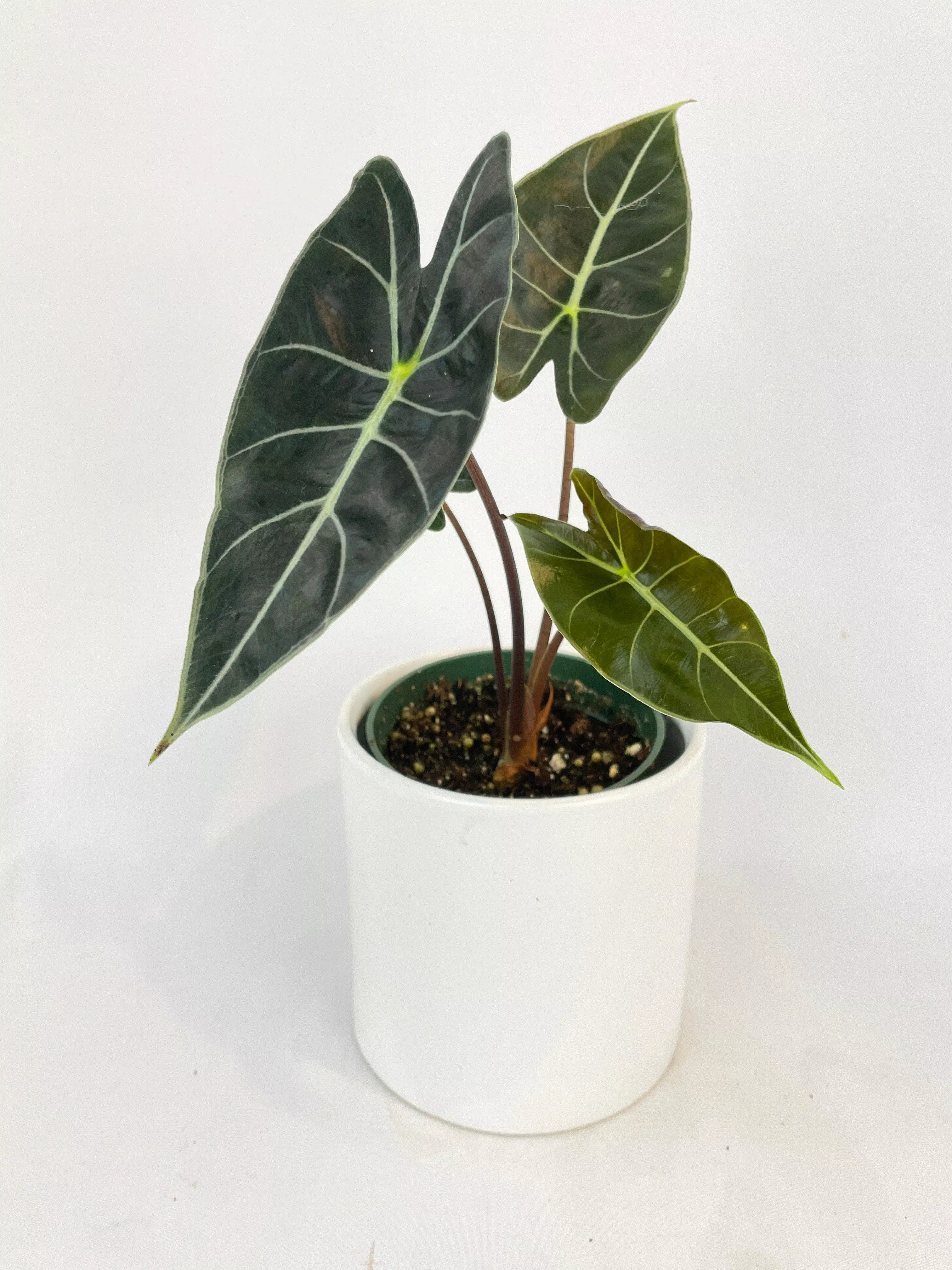 alocasia-dragon-tooth-longiloba Alocasia Dragon Tooth Longiloba