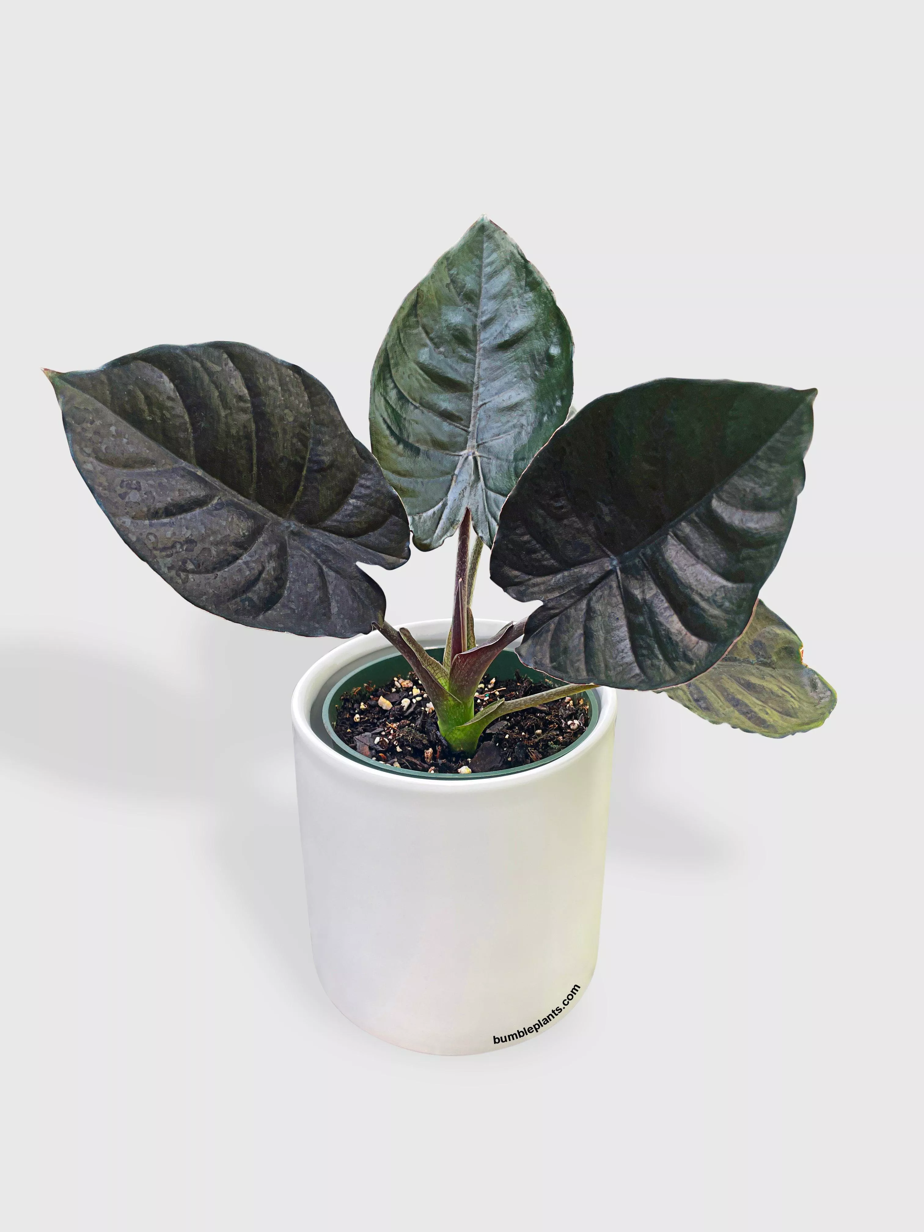alocasia-infernalis-kapit-black-panther Alocasia Infernalis Kapit 'Black Panther'
