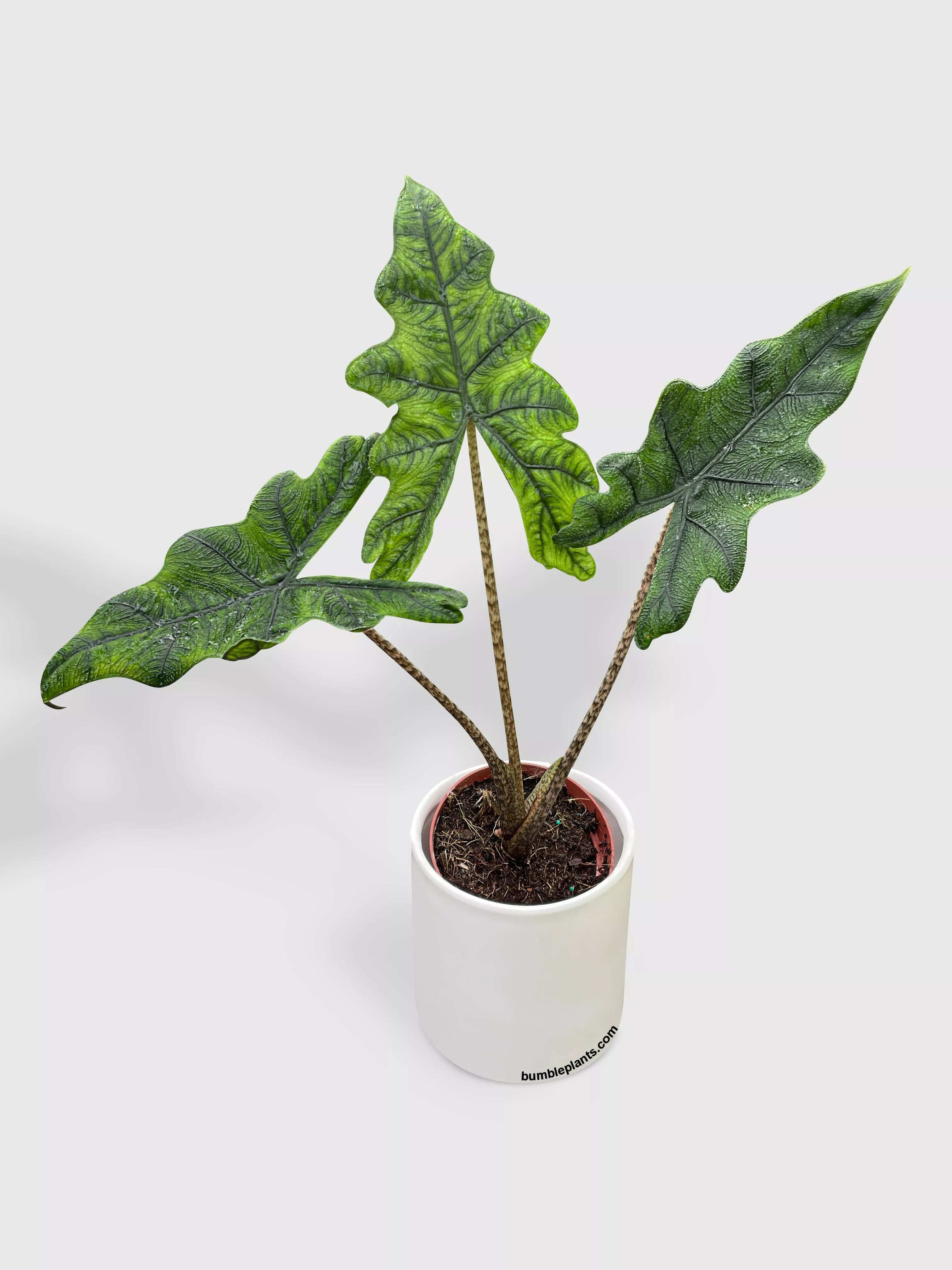 Alocasia 'Jacklyn'