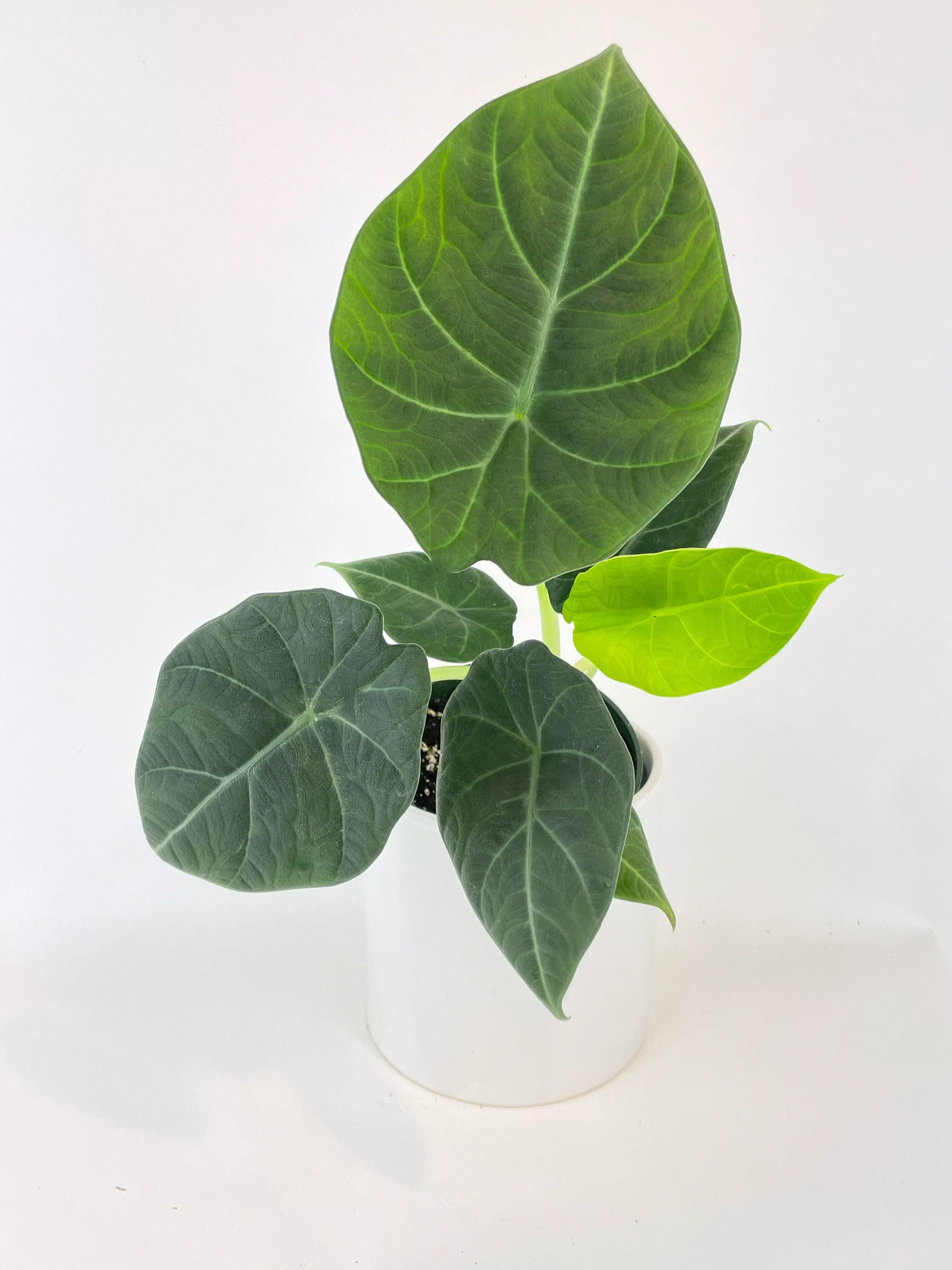 alocasia-maharani-queen Alocasia Maharani Queen