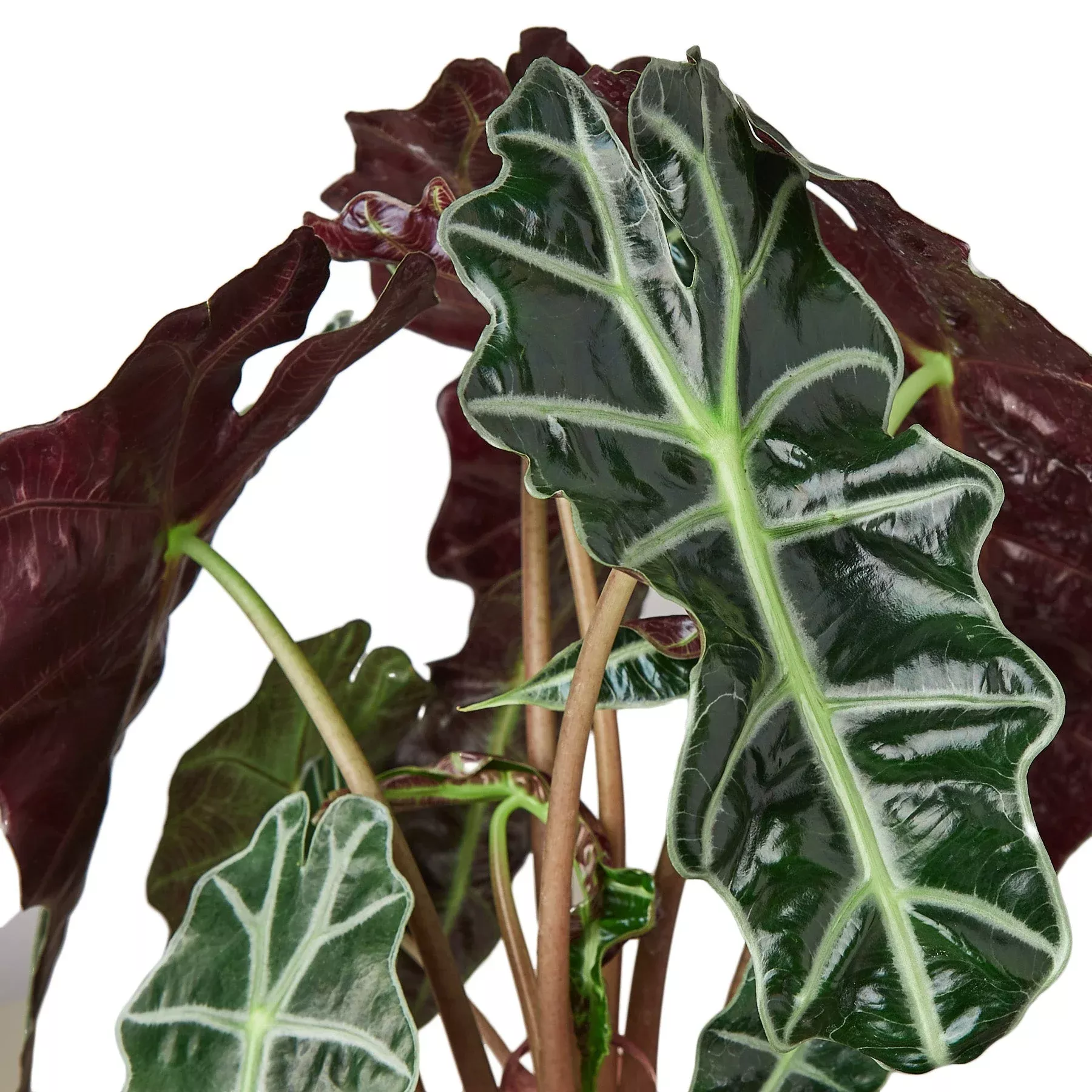 alocasia-polly-african-mask-6-pot-nursery-pot-only Alocasia Polly 'African Mask' - 6" Pot - NURSERY POT ONLY