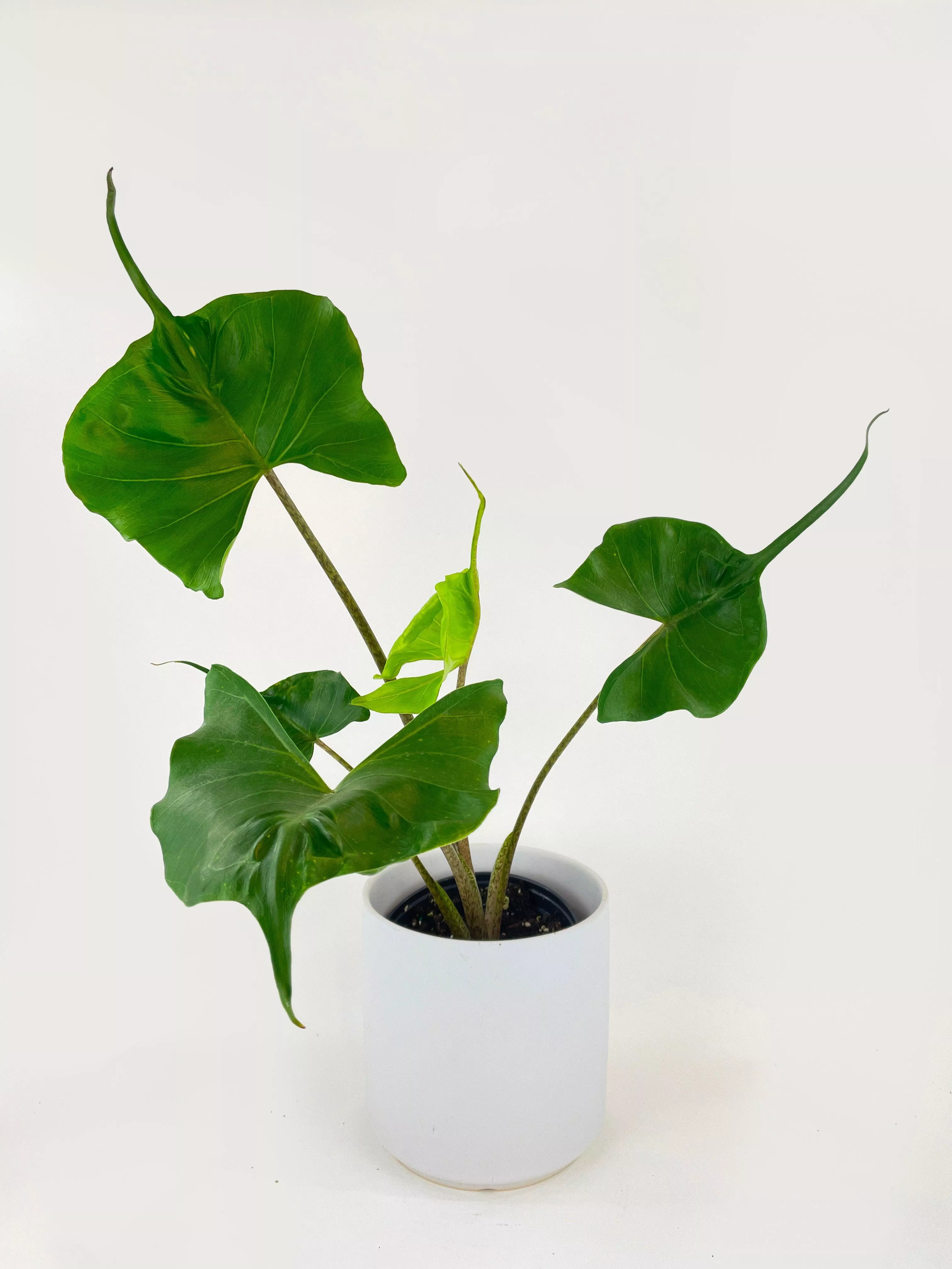 alocasia-stingray-macrorrhiza Alocasia ‘Stingray’ Macrorrhiza