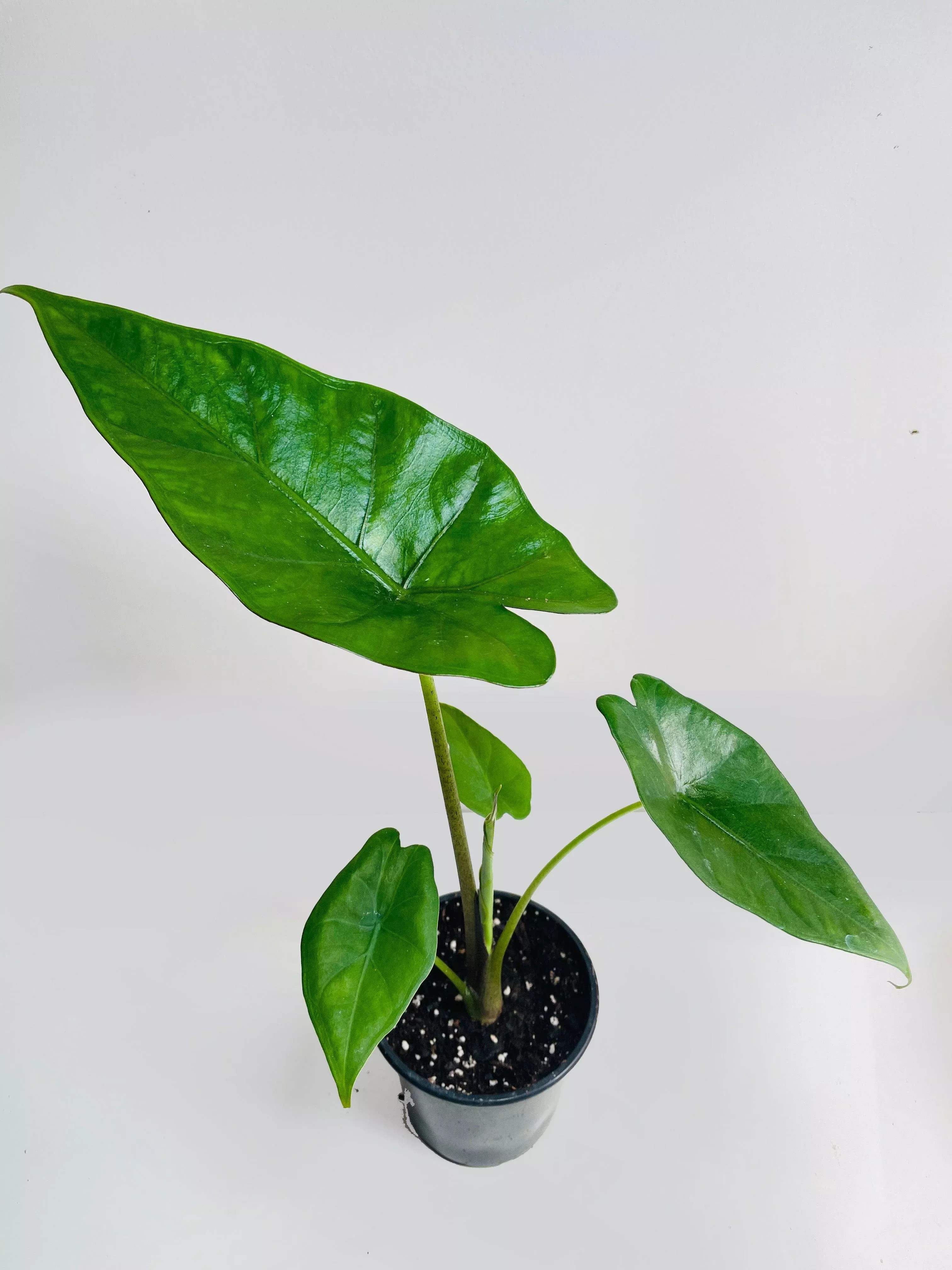 alocasia-sumo-black-veins Alocasia 'Sumo' Black Veins