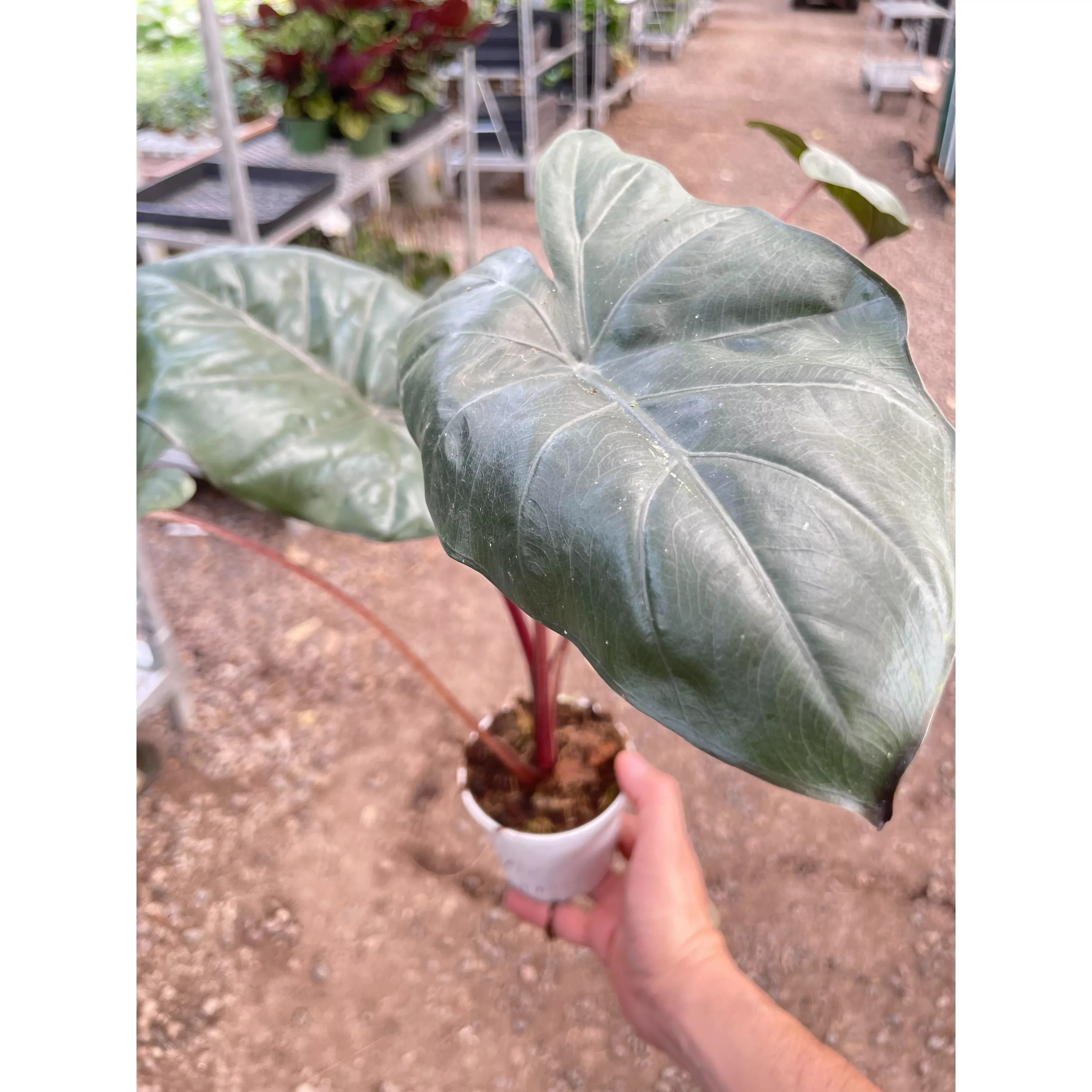 alocasia-yucatan-princess-4-pot Alocasia Yucatan Princess - 4" Pot