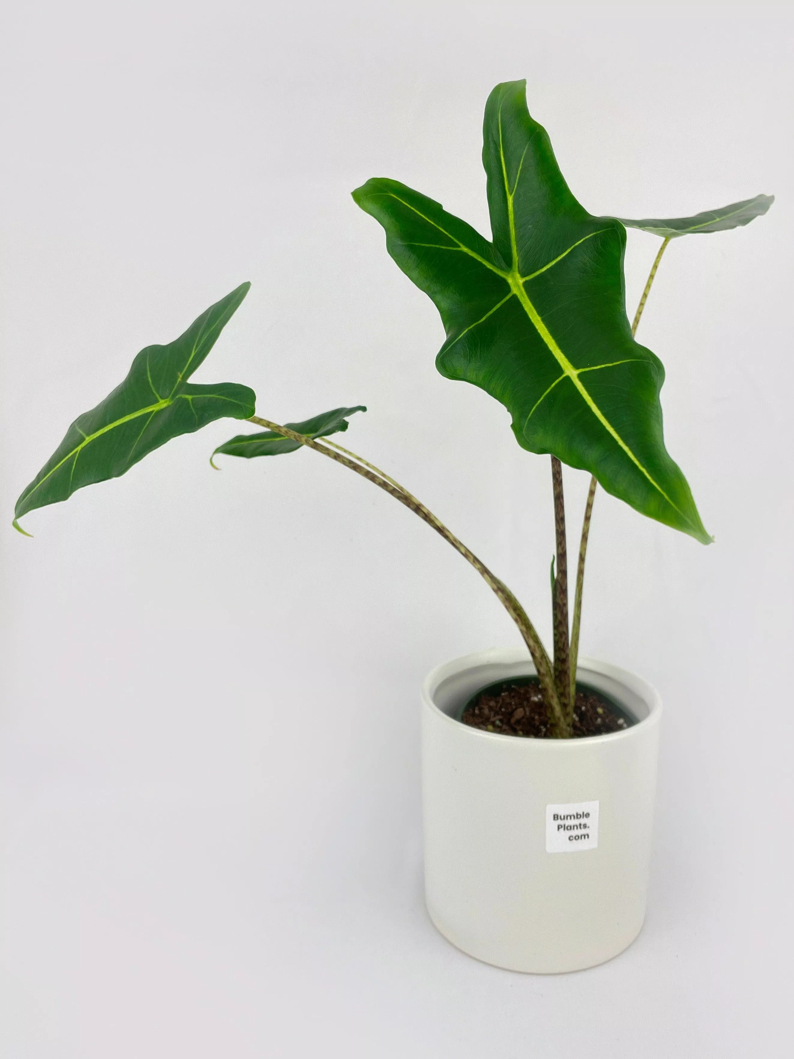alocasia-zebrina-hybrid-sarian Alocasia Zebrina Hybrid "Sarian"