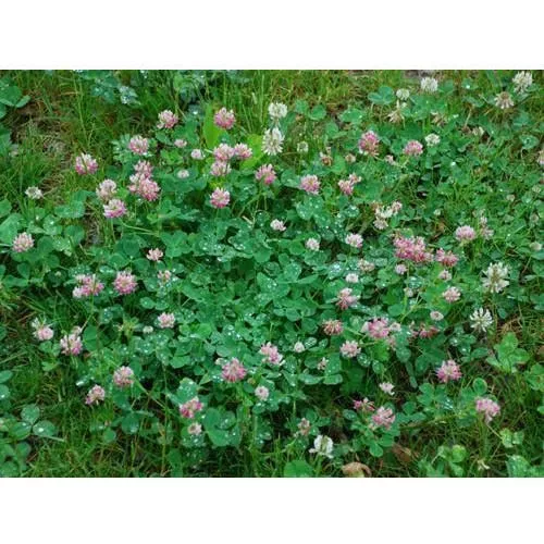 alsike-clover-seed Alsike Clover Seed