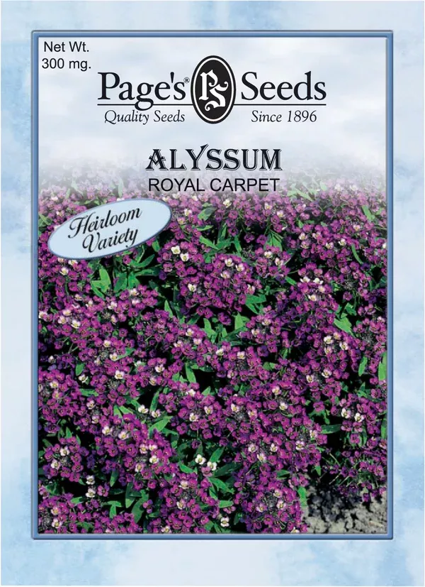 alyssum-royal-carpet-seeds-1-packet Alyssum Royal Carpet Seeds - 1 Packet