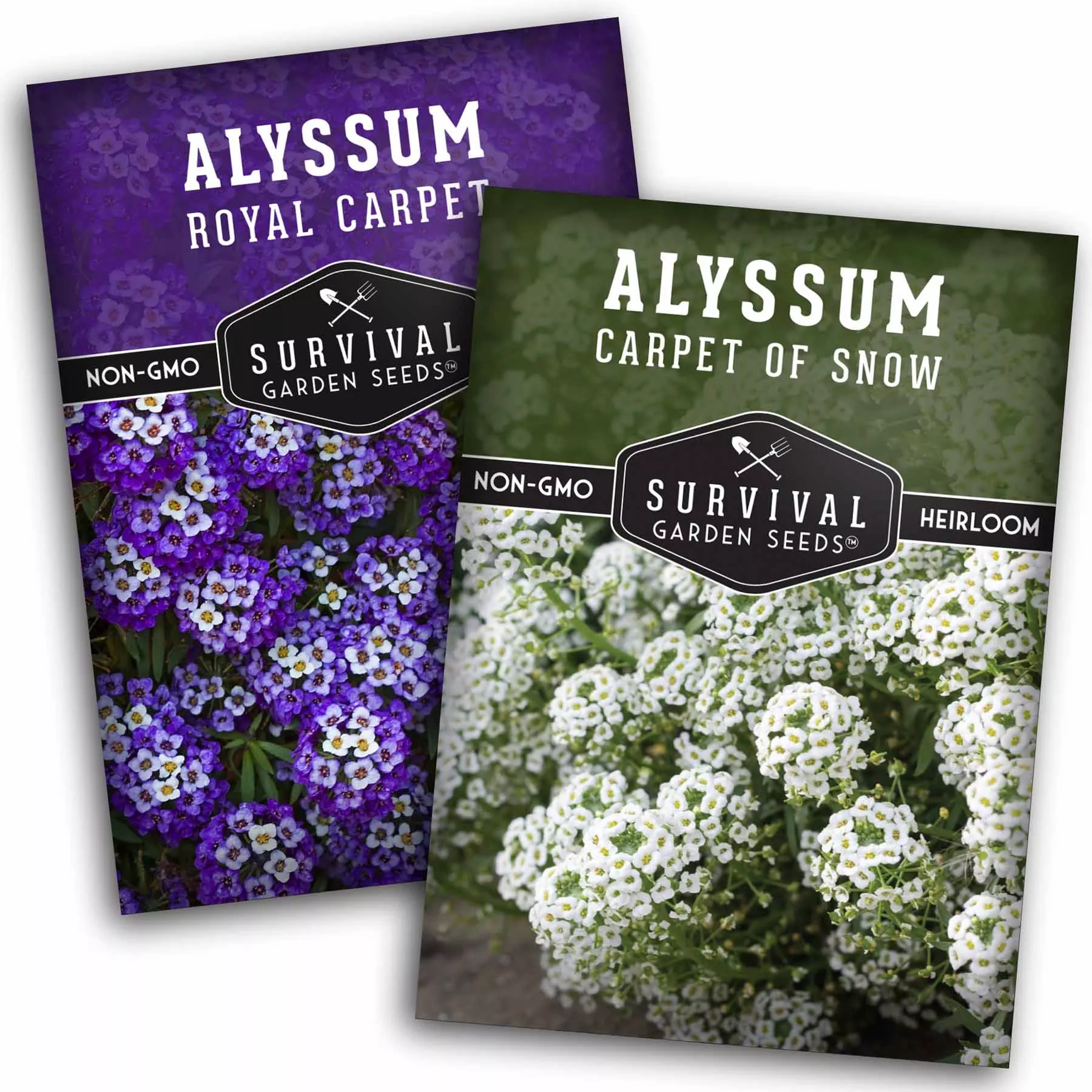 alyssum-seed-collection-royal-carpet-carpet-snow-fragrant-pollinator-friendly-gr Alyssum Seed Collection – Royal Carpet & Carpet of Snow for Fragrant, Pollinator-Friendly Groundcover