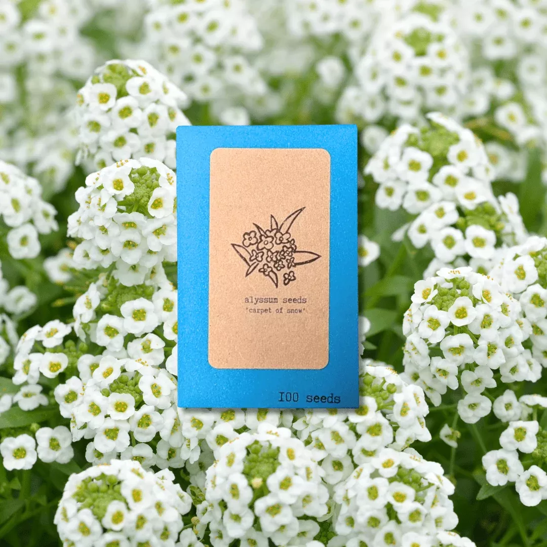 alyssum-seeds Alyssum Seeds