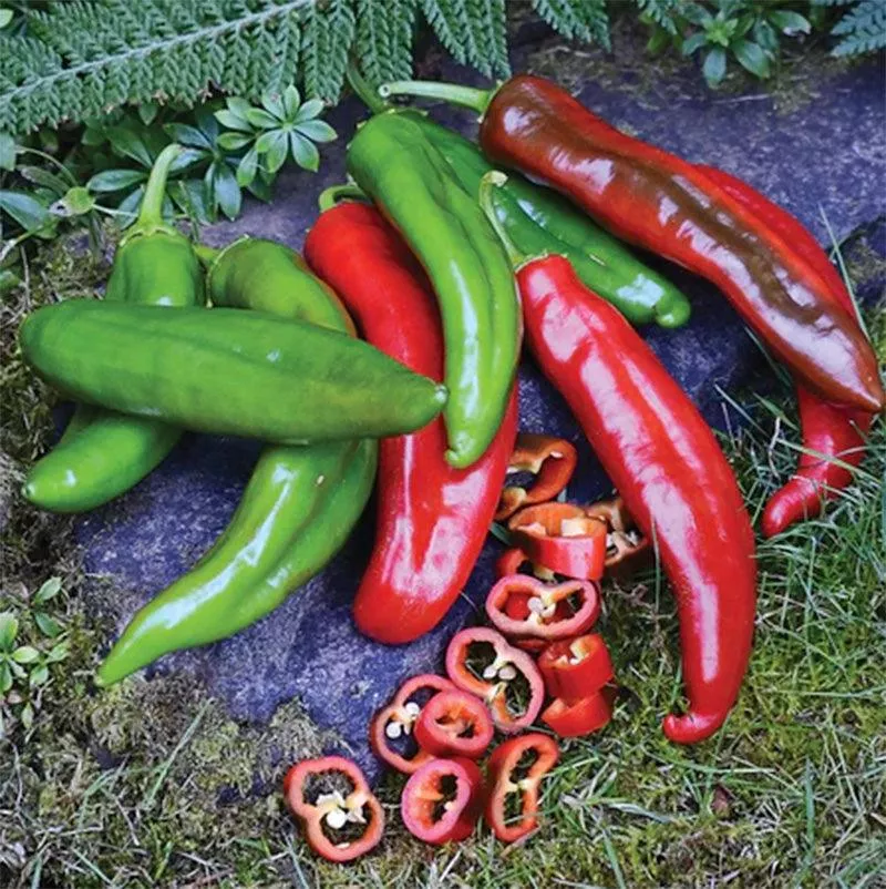 Anaheim College 64 Hot Pepper Seeds