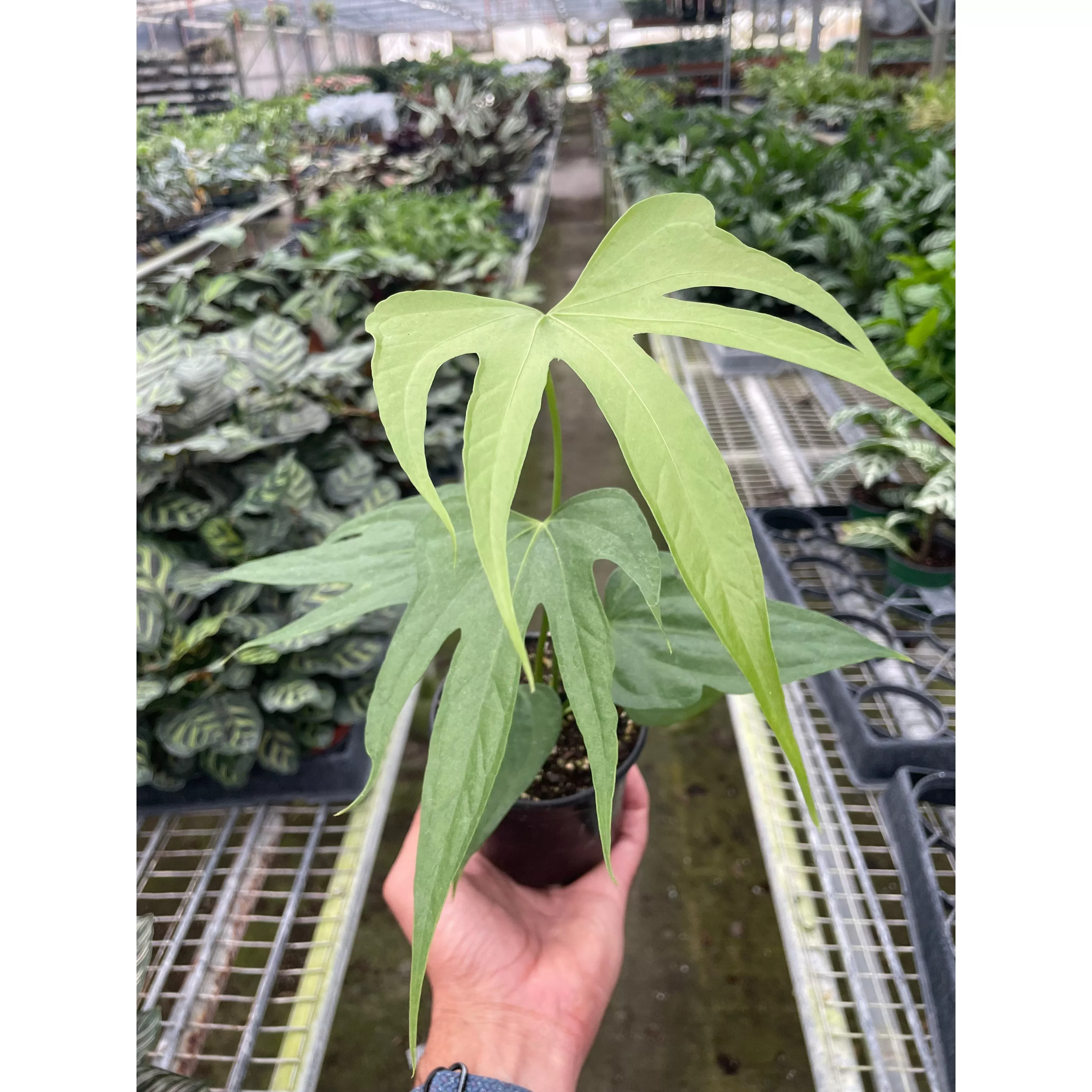 anthurium-fingers Anthurium Fingers