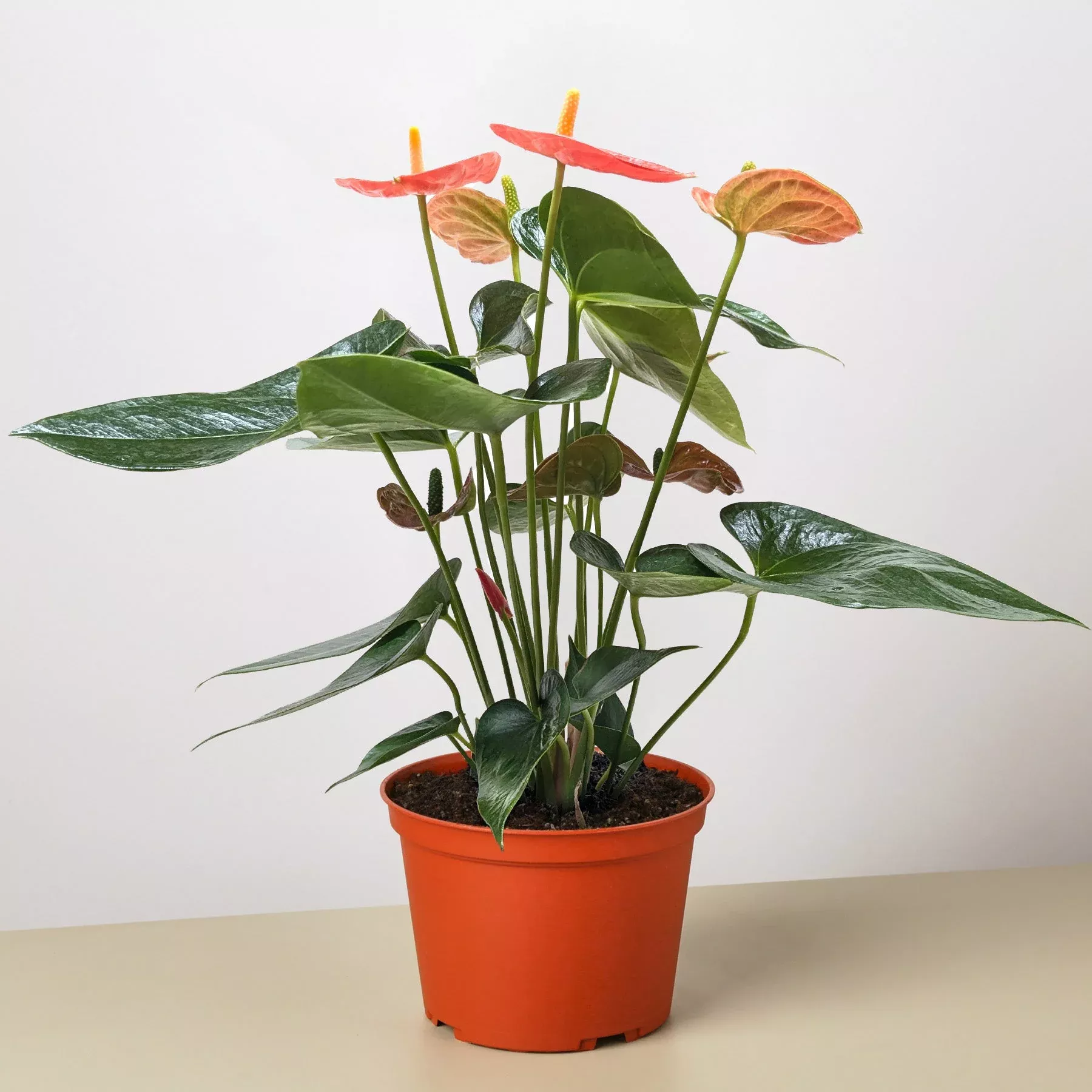 anthurium-orange Anthurium 'Orange'