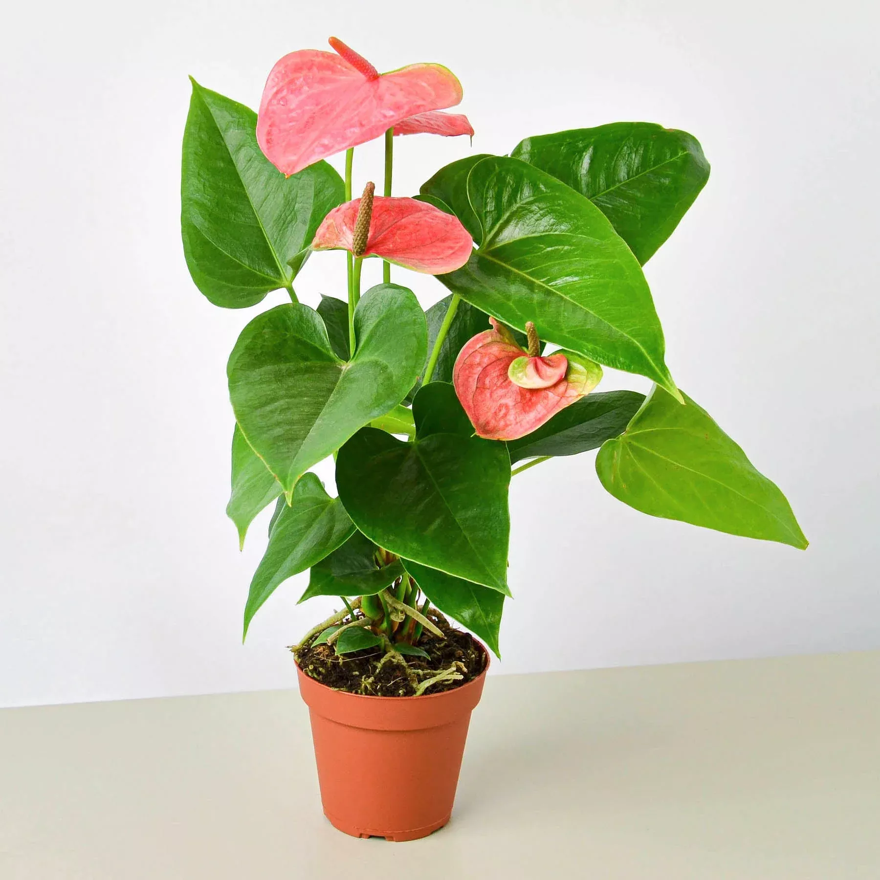 anthurium-pink Anthurium 'Pink'