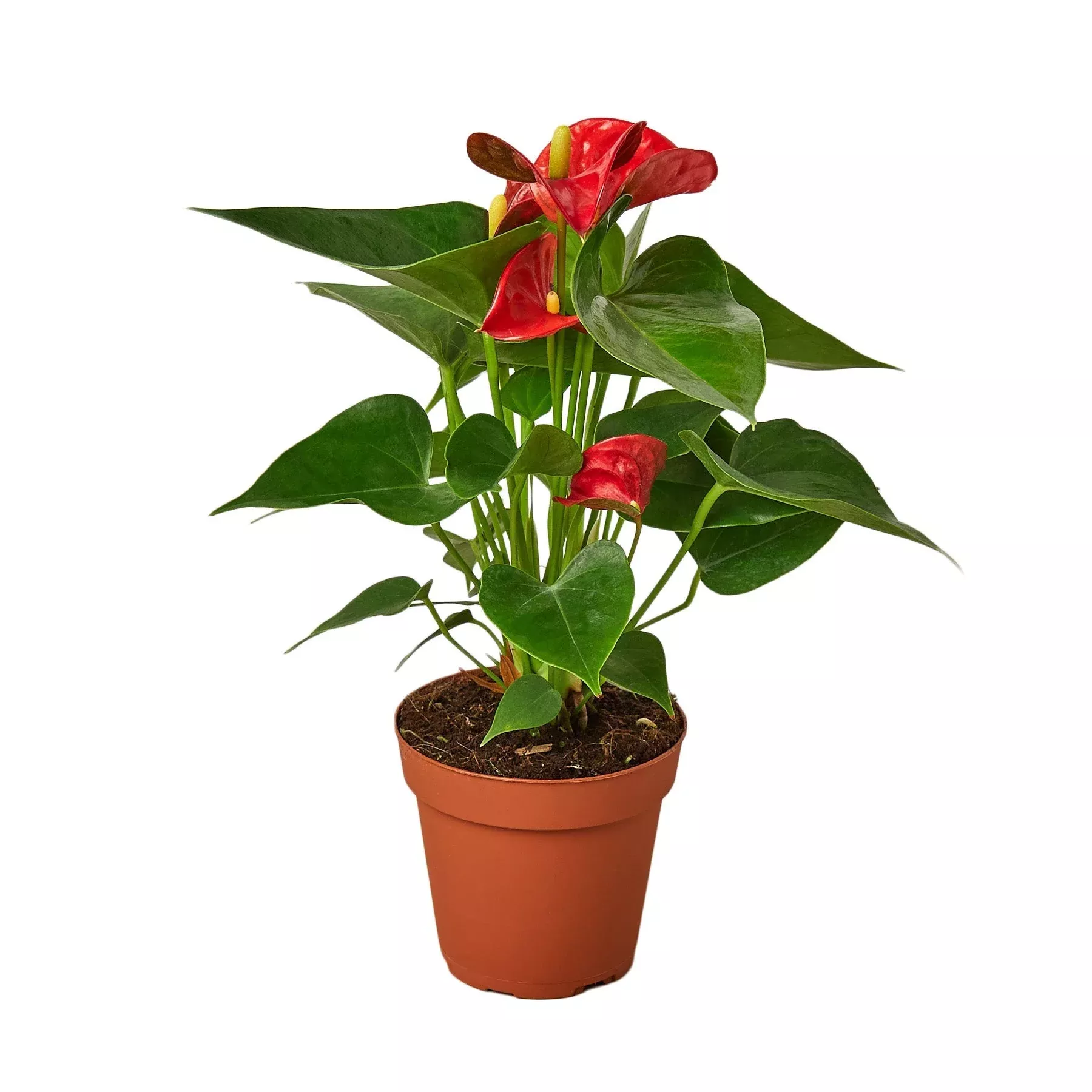 anthurium-red-4-pot-nursery-pot-only Anthurium 'Red' - 4" Pot - NURSERY POT ONLY