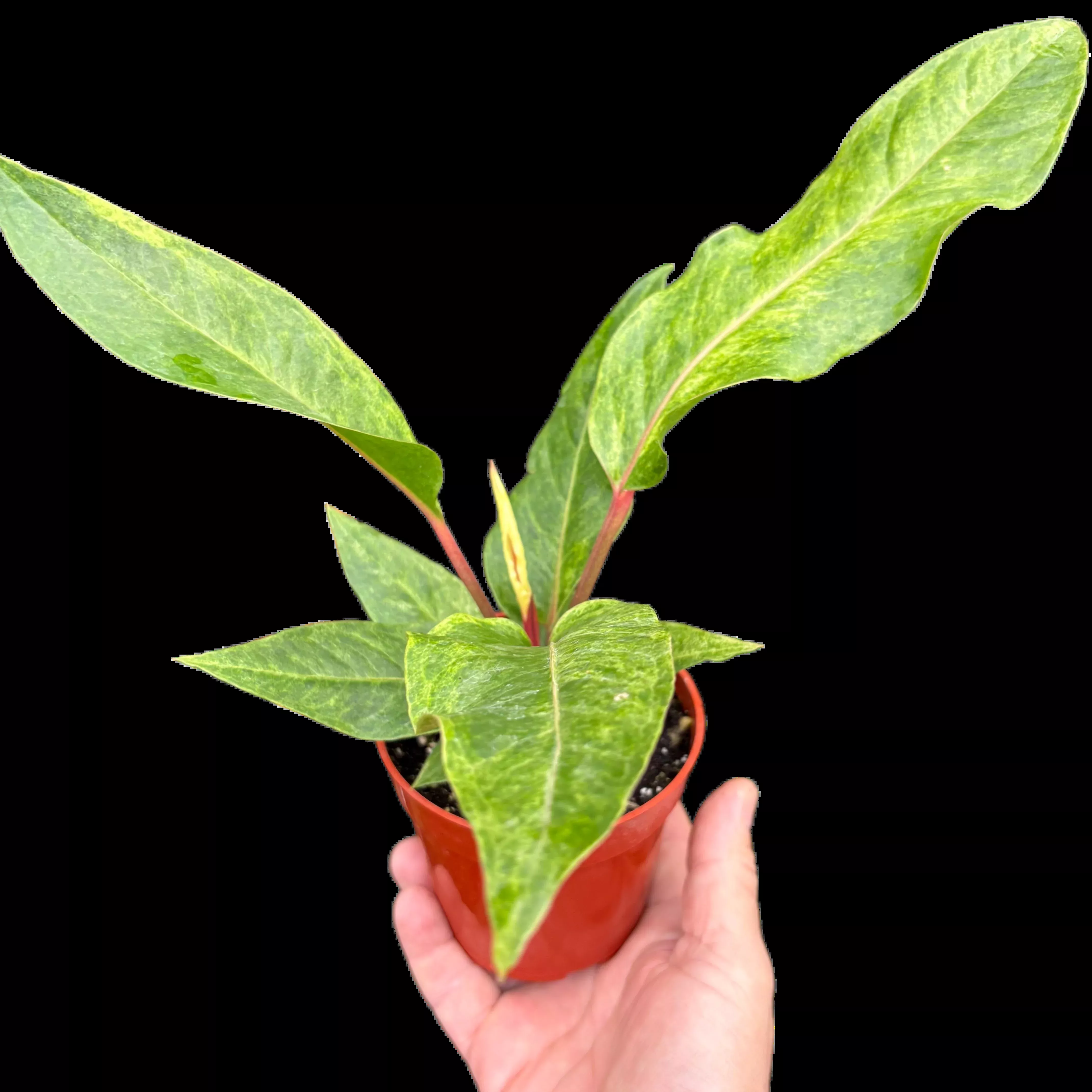 anthurium-renaissance Anthurium 'Renaissance'