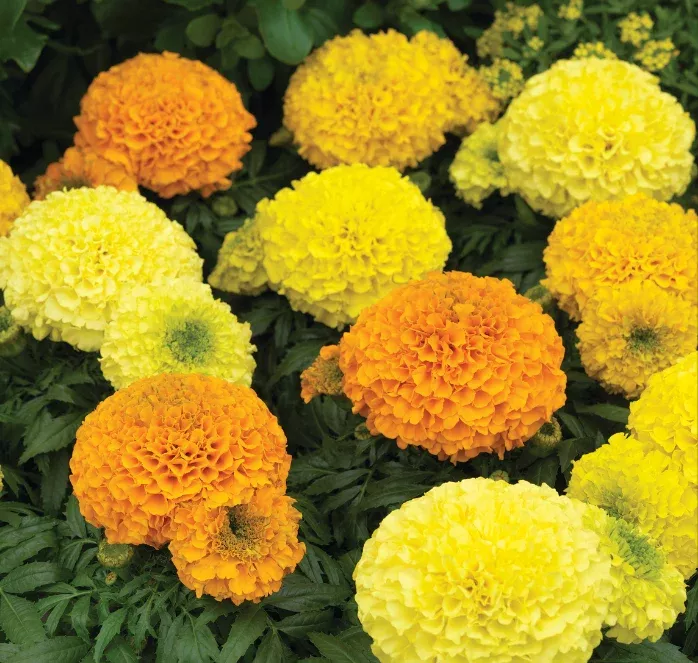 antigua-hybrid-series-formula-mix-marigold-seeds Antigua Hybrid Series Formula Mix Marigold Seeds