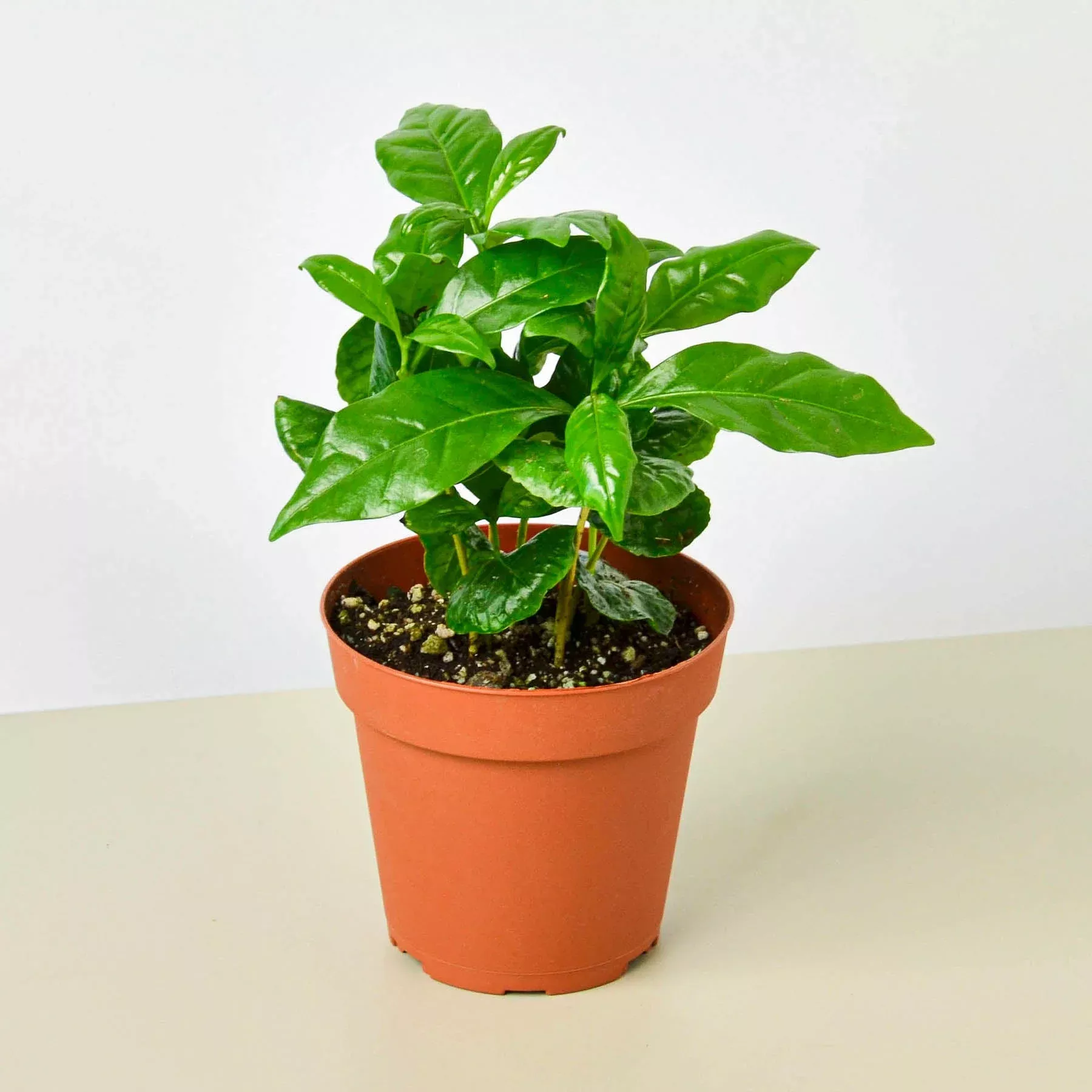 arabica-coffee Arabica Coffee