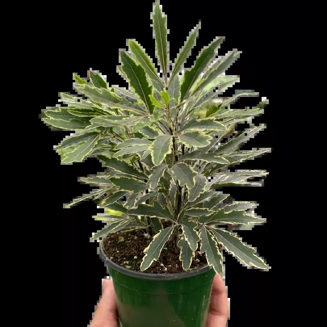 aralia-bianca Aralia Bianca