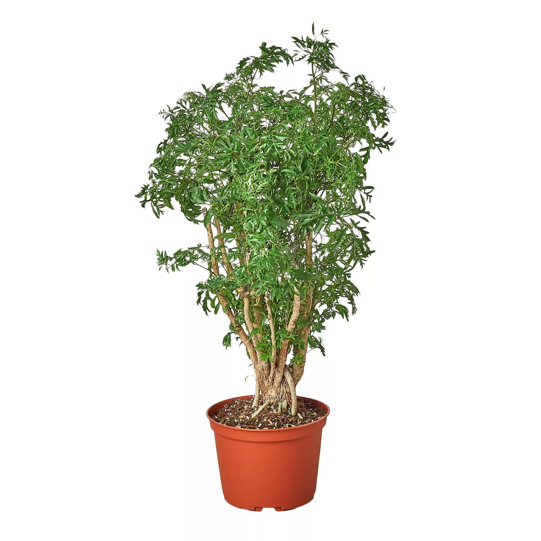 aralia-ming-stump-plant Aralia 'Ming Stump Plant'