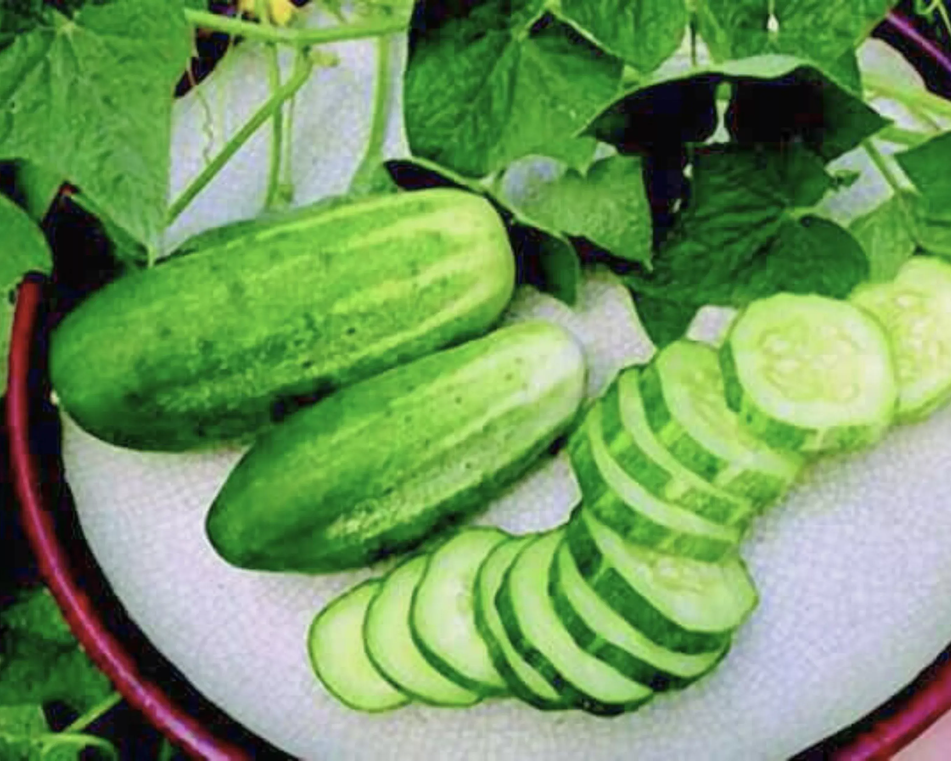 Arkansas Little Leaf (H-19) Cucumber Seeds