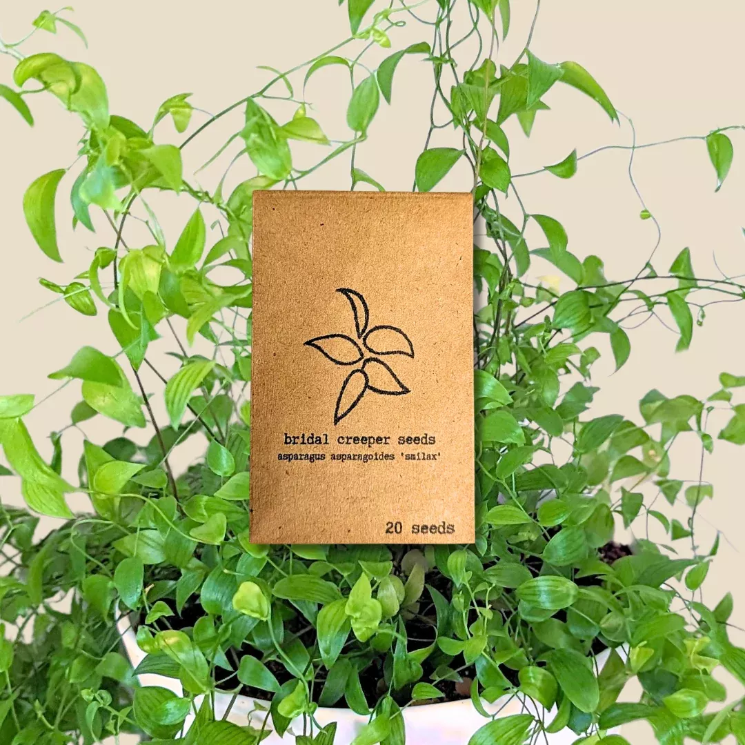 asparagus-asparagoides-smilax-bridal-creeper-seeds Asparagus Asparagoides Smilax 'Bridal Creeper' Seeds