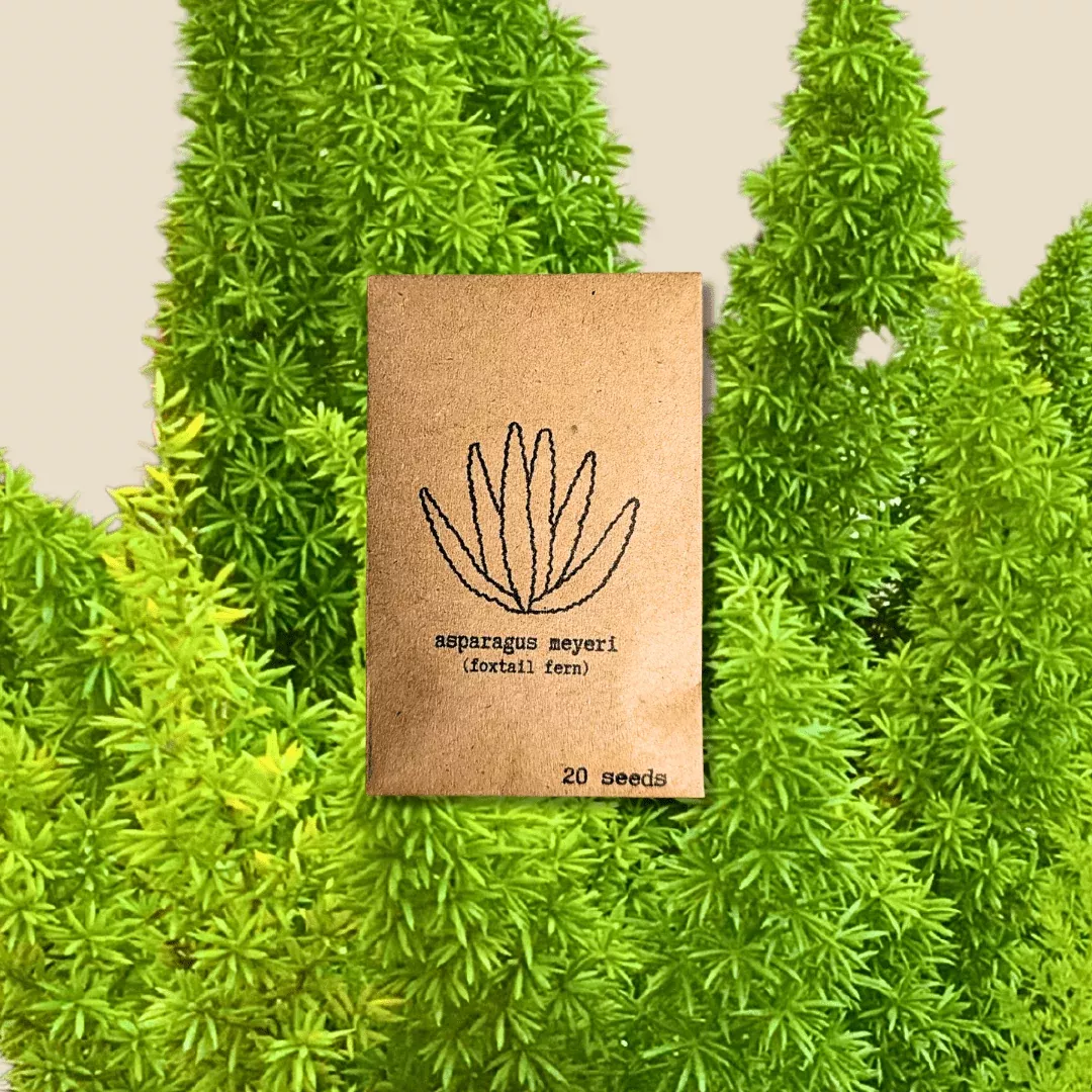 asparagus-meyeri-foxtail-fern-seeds Asparagus Meyeri 'Foxtail Fern' Seeds