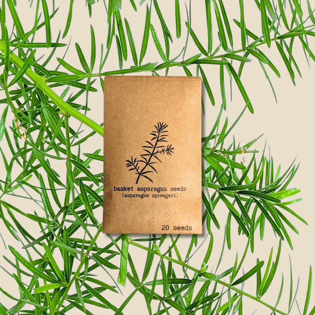 asparagus-sprengeri-basket-asparagus-seeds Asparagus Sprengeri 'Basket Asparagus' Seeds