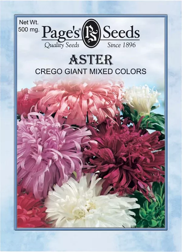 aster-crego-mixed-colors-seeds-1-packet Aster Crego Mixed Colors Seeds - 1 Packet
