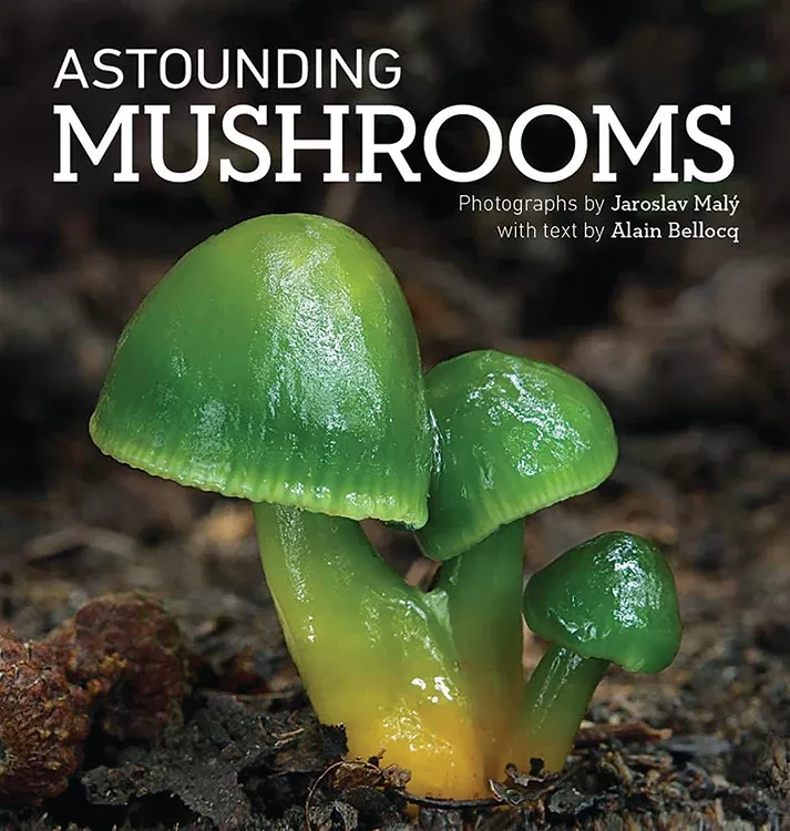 astounding-mushrooms Astounding Mushrooms