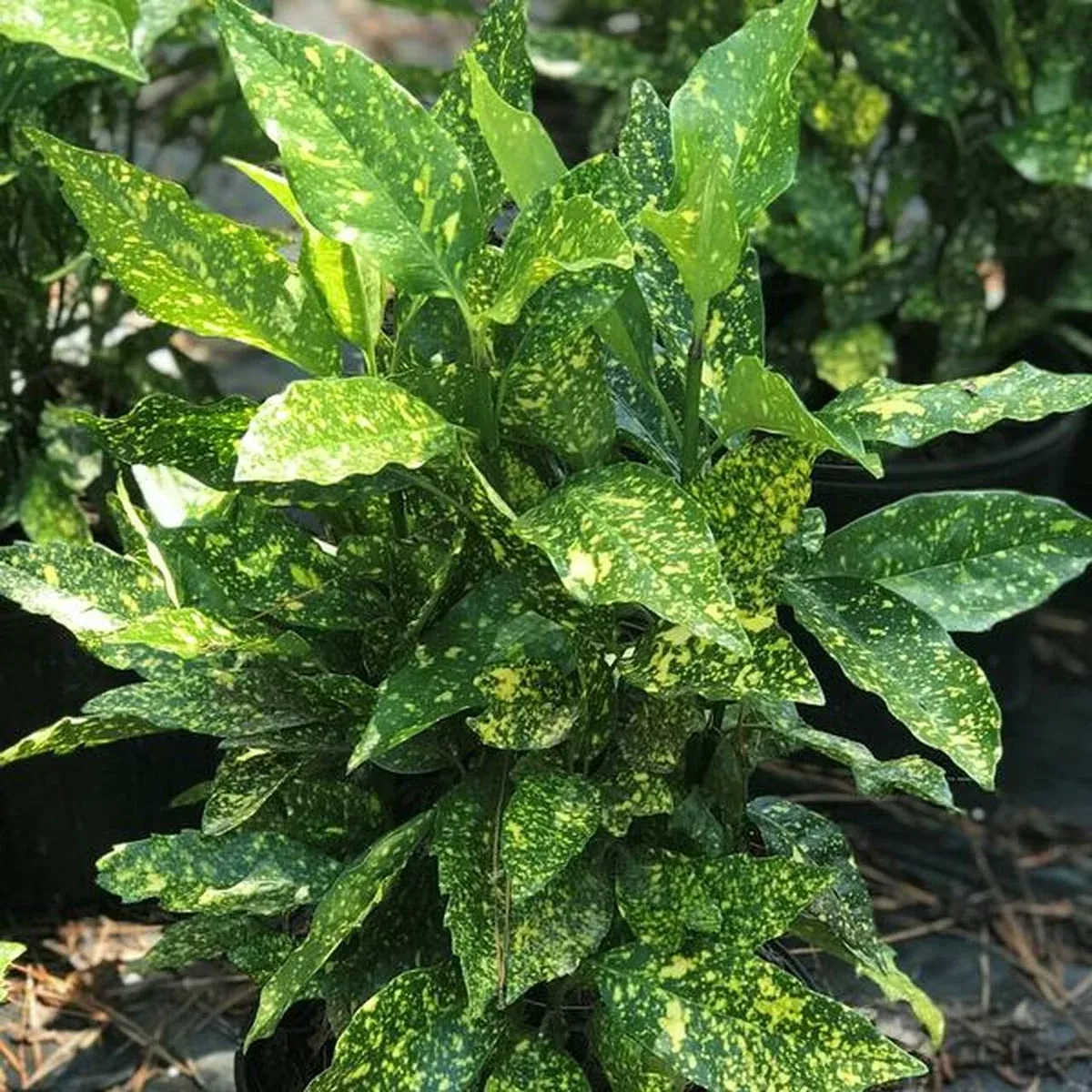 AUCUBA Gold Dust #3