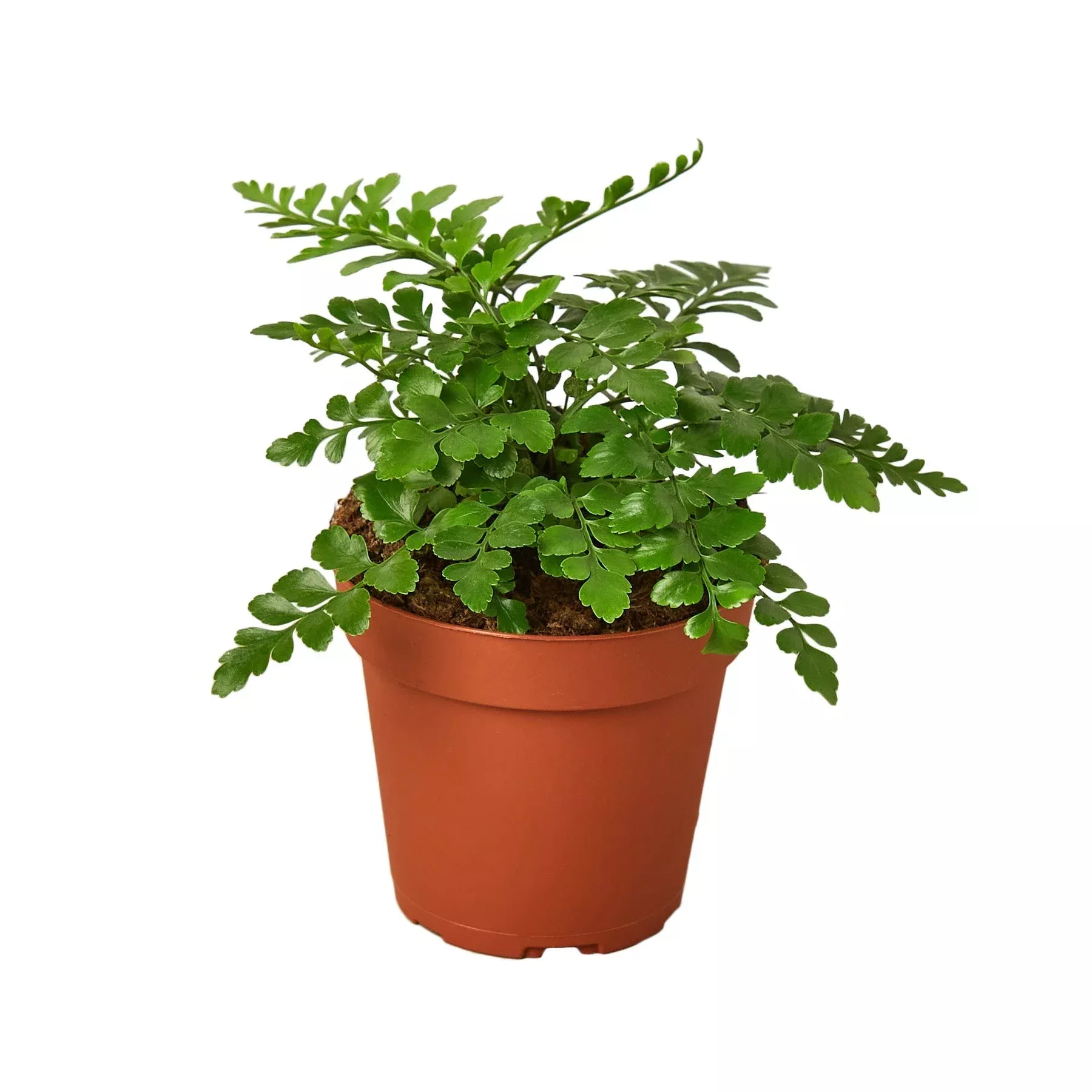 austral-gem-fern-4-pot-nursery-pot-only Austral Gem Fern - 4" Pot - NURSERY POT ONLY