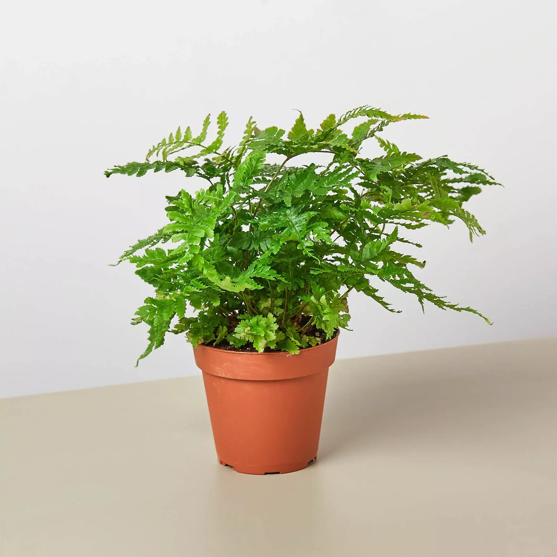 austral-gem-fern Austral Gem Fern