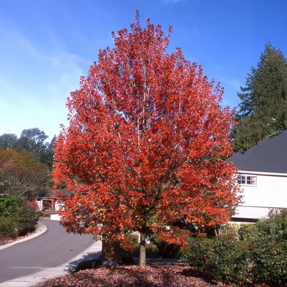 Autumn Blaze Red Maple