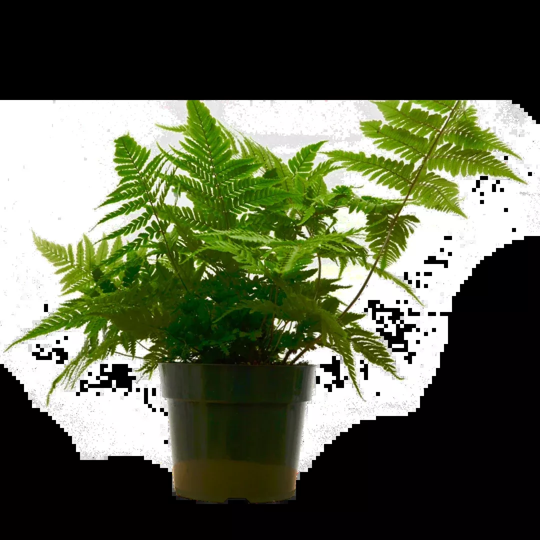 'Autumn' Fern - 6" Pot - NURSERY POT ONLY