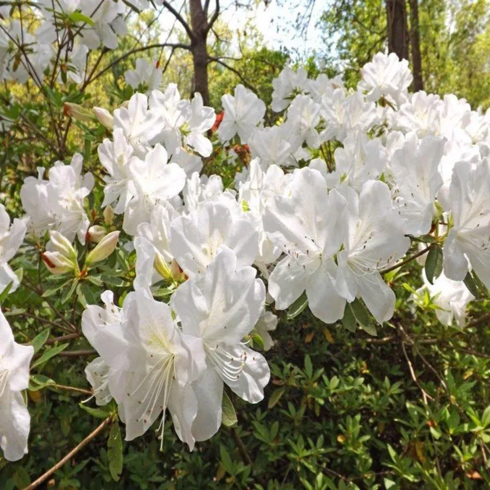 AZALEA G.G. Gerbing #3