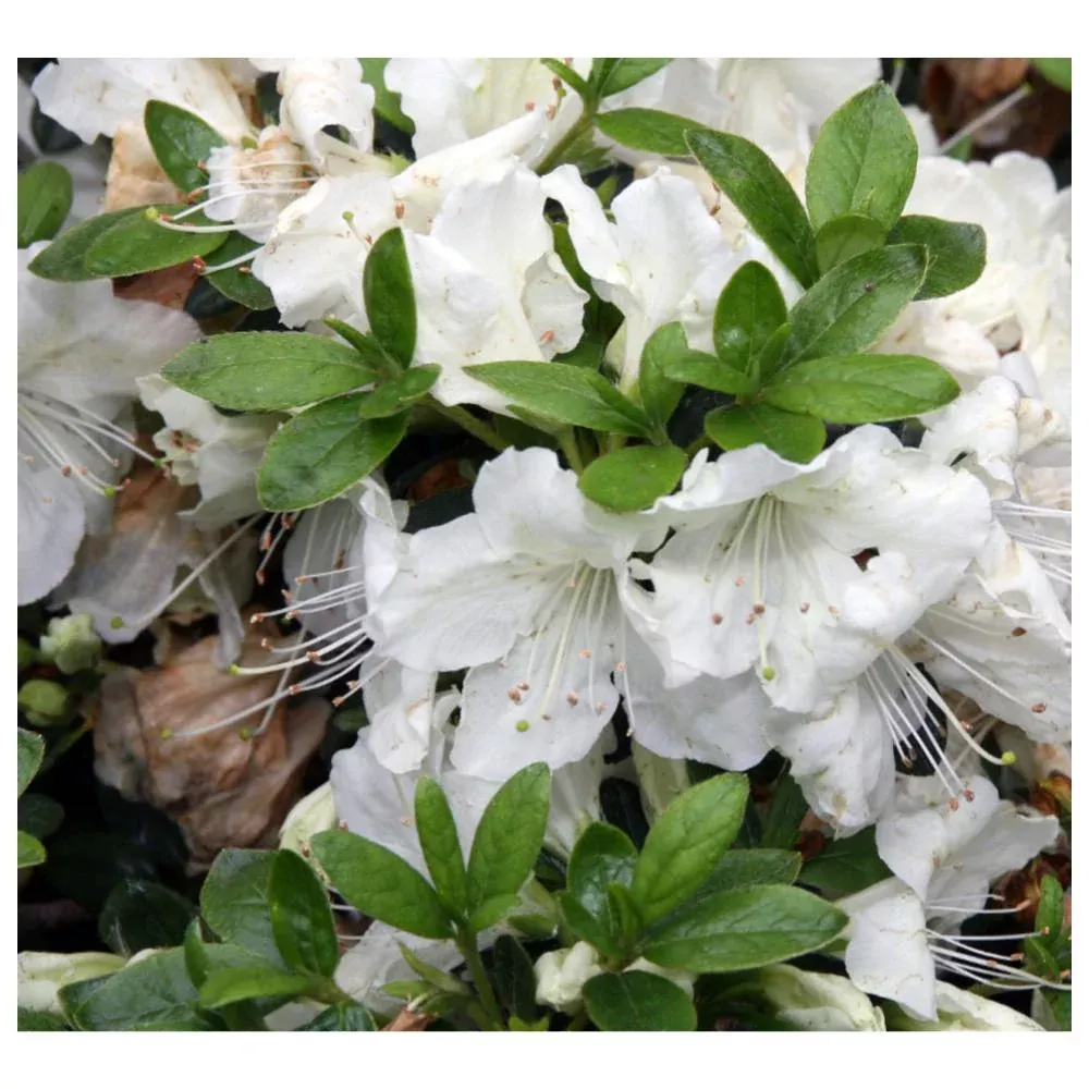 AZALEA Pleasant White #3