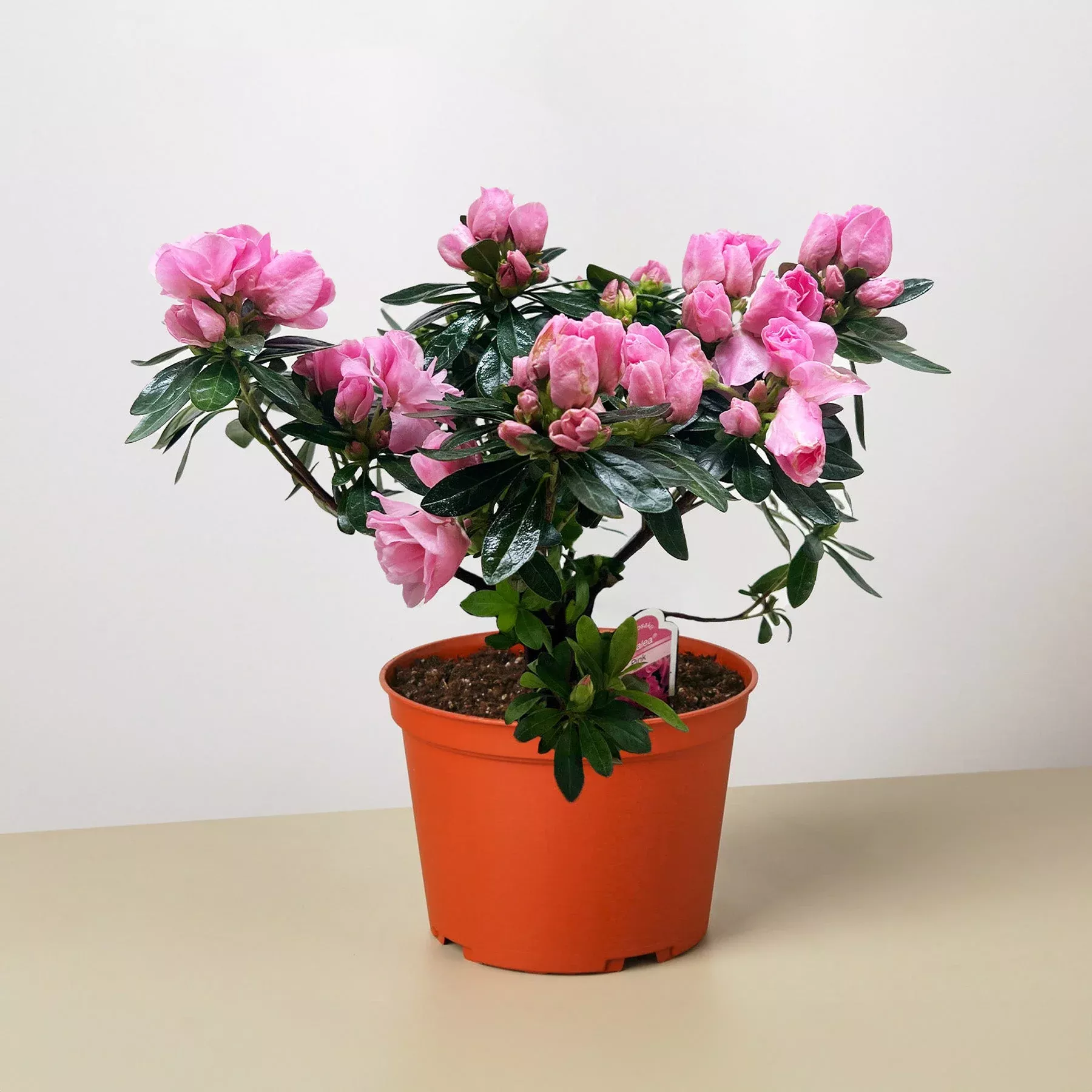 azalea-rhododendron Azalea (Rhododendron)